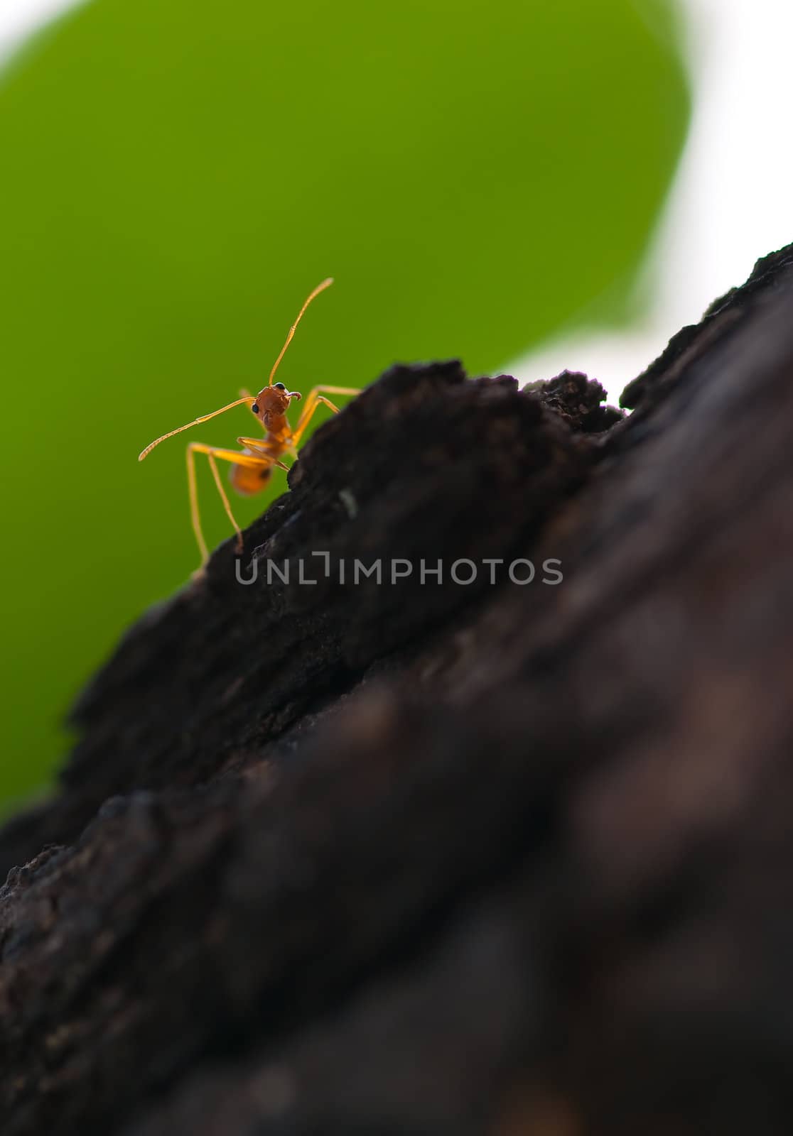 picture of red ant on a tree