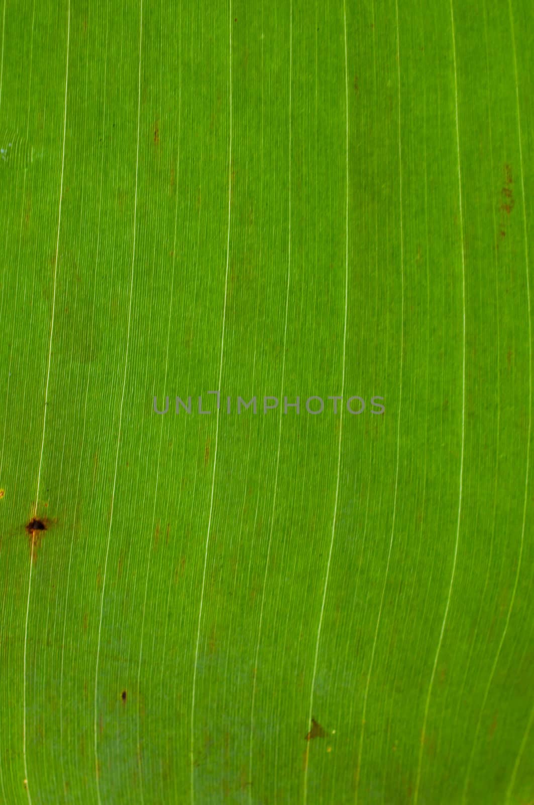 green banana leaf texture background