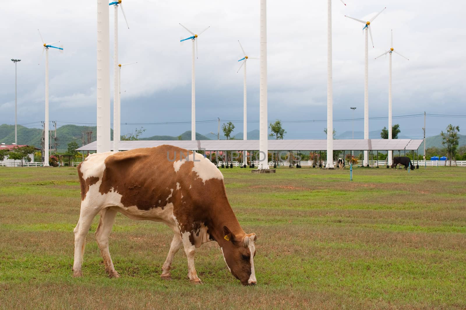 Cows on green meadow 