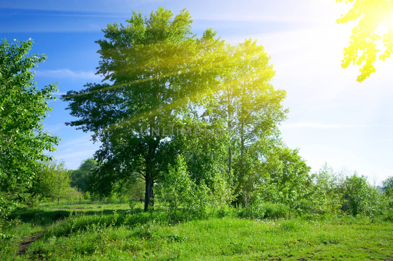 Morning at sunny summer forest