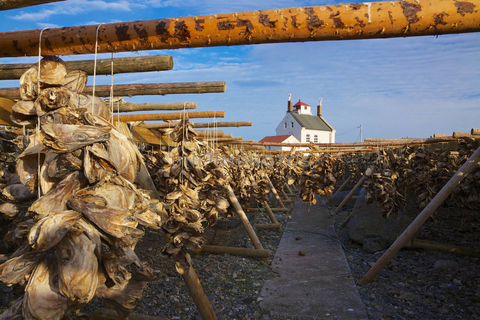 Traditional way of drying stock fish on Lofoten islands in Norway