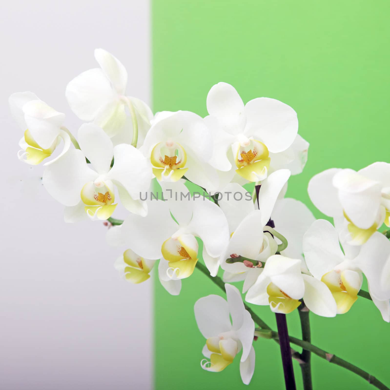 Spray of decorative white orchids against a two toned grey and green background