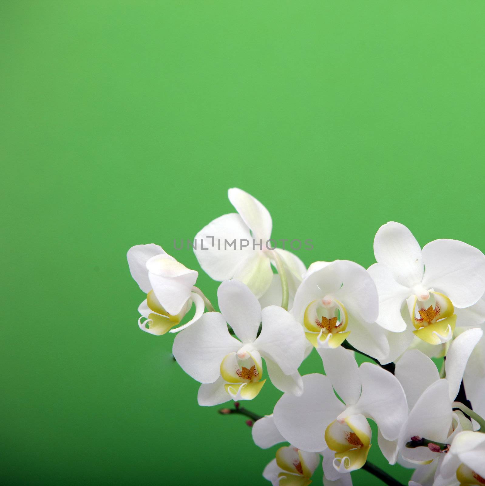 Spikes of decorative white Cymbidium orchids on a green background conceptual of spirituality, purity and wellbeing