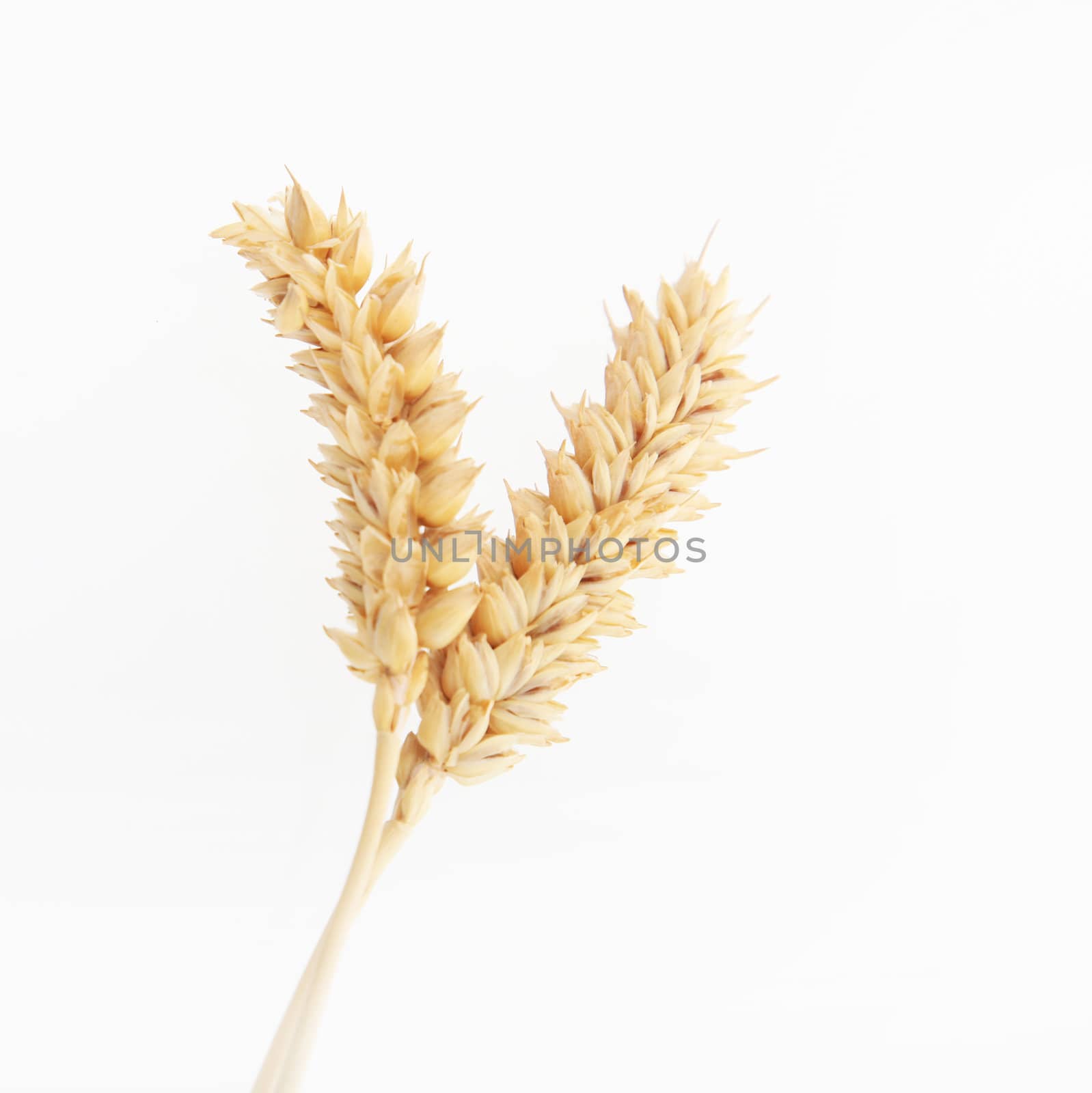 Ears Of Ripe Wheat by Farina6000