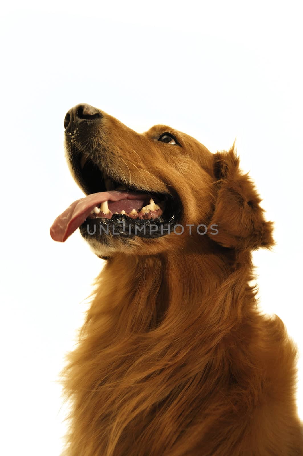 Golden retriever dog so cute (close up).