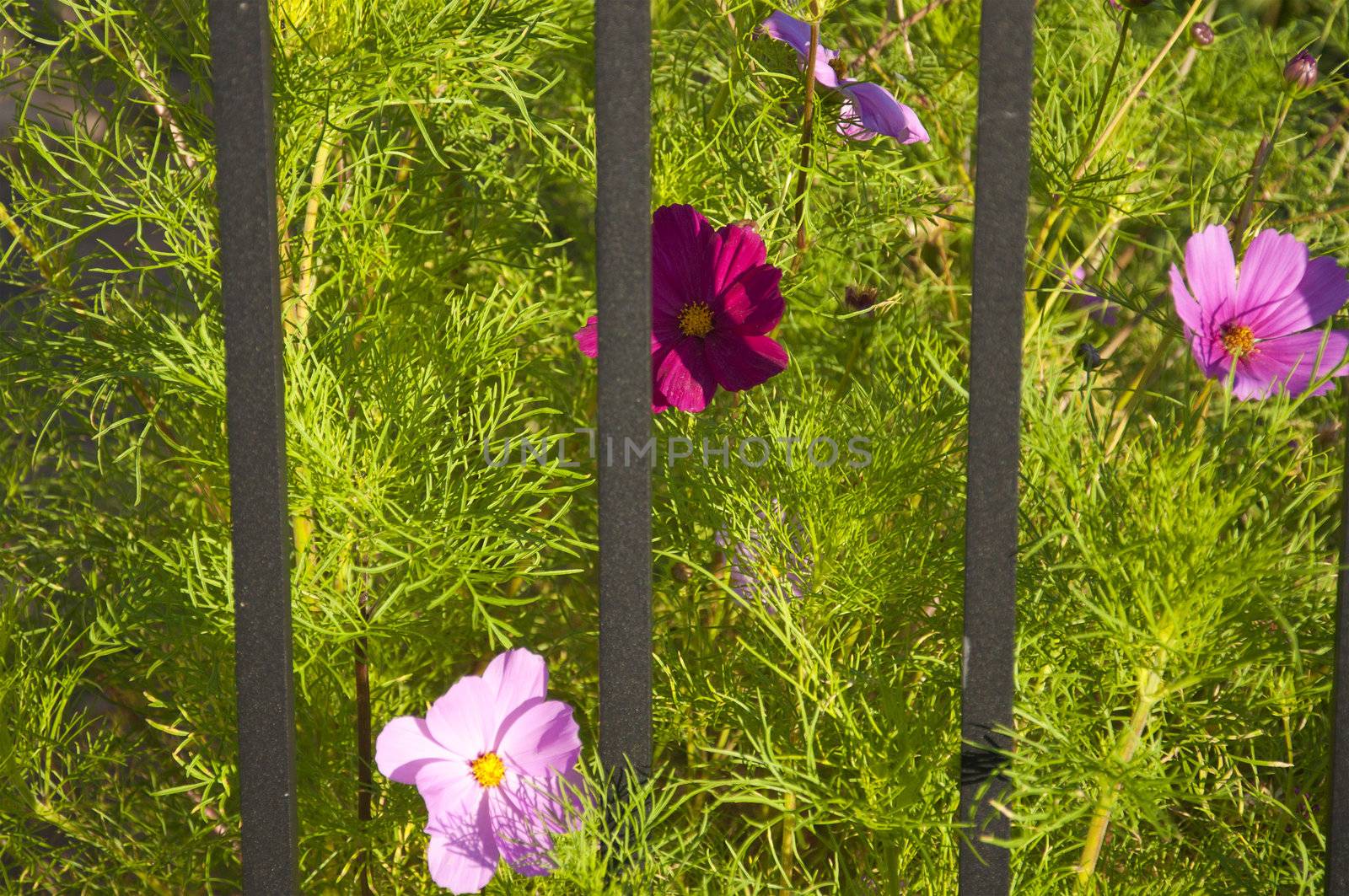 Anemone Coronarias behind a fence in Switzerland