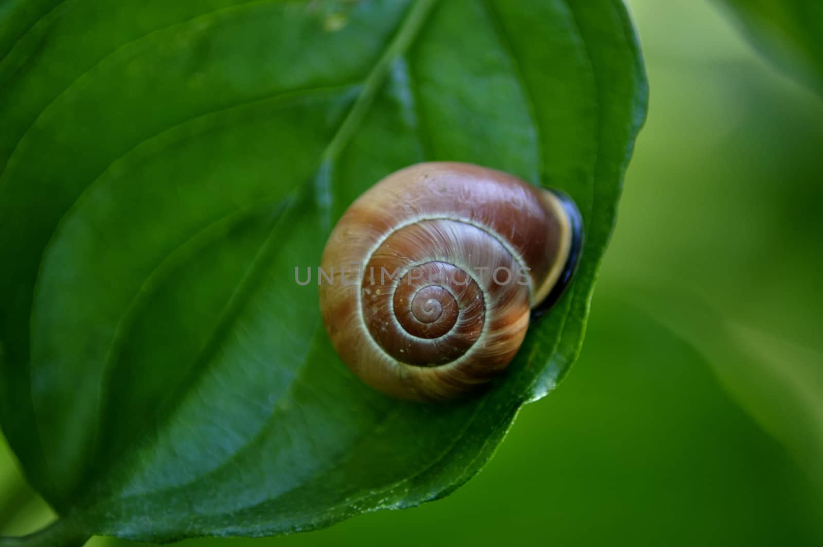 Snail in green leaf. Macro view.