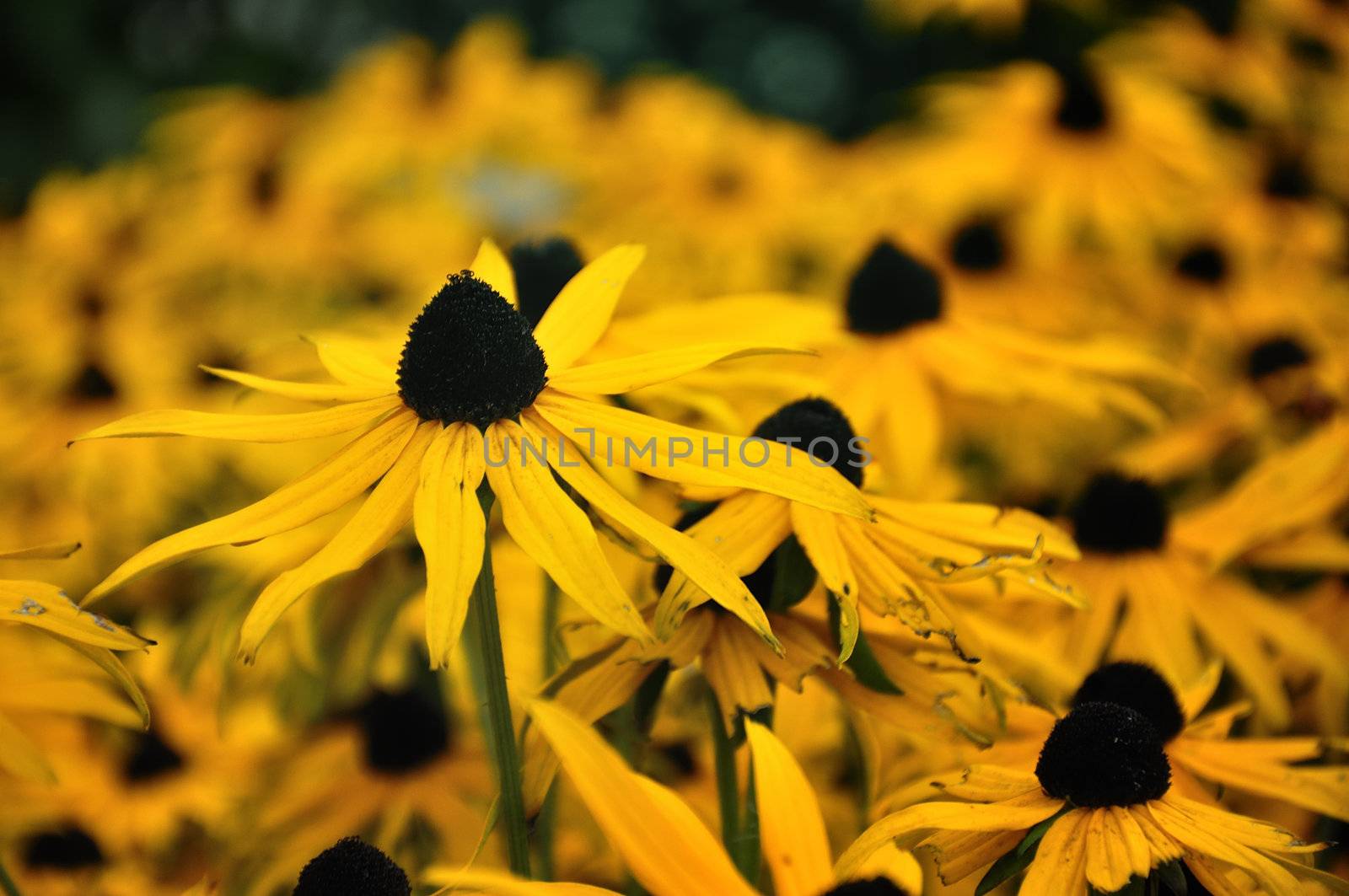 Yellow flower. by jmffotos