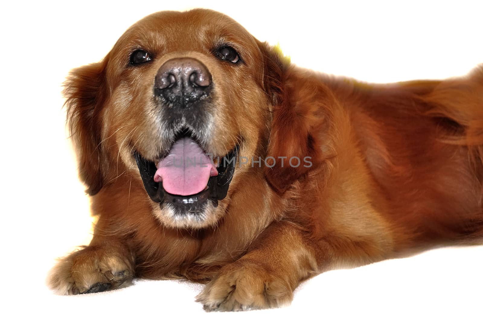 Golden Retriever dog, really funny face. Looking up.