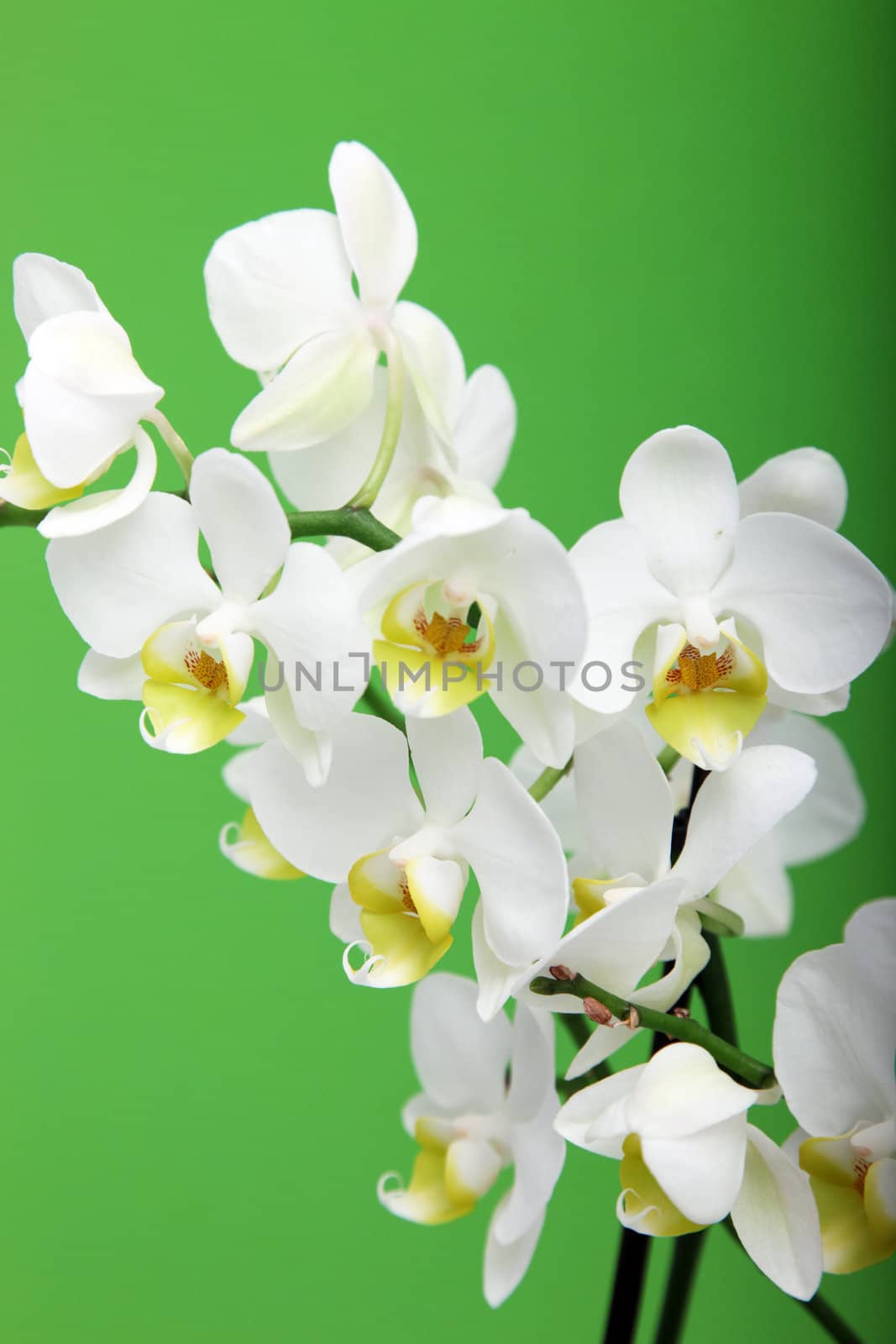 Spray of fresh white Cymbidium orchids on a vertical green background