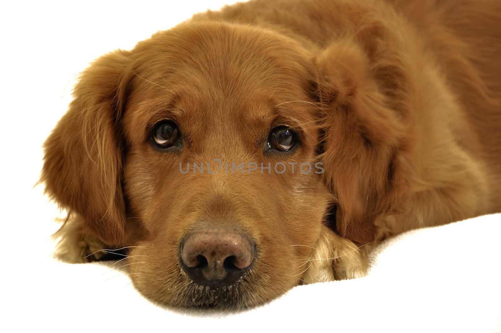 Golden Retriever dog. Sadness. Looking up.