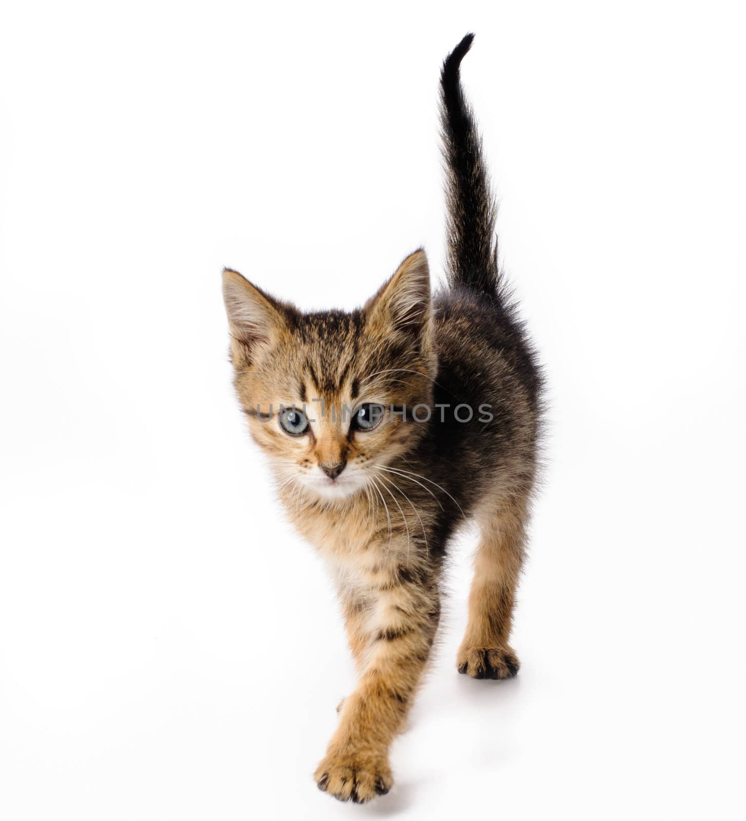 Fanny striped kitten isolated on white background