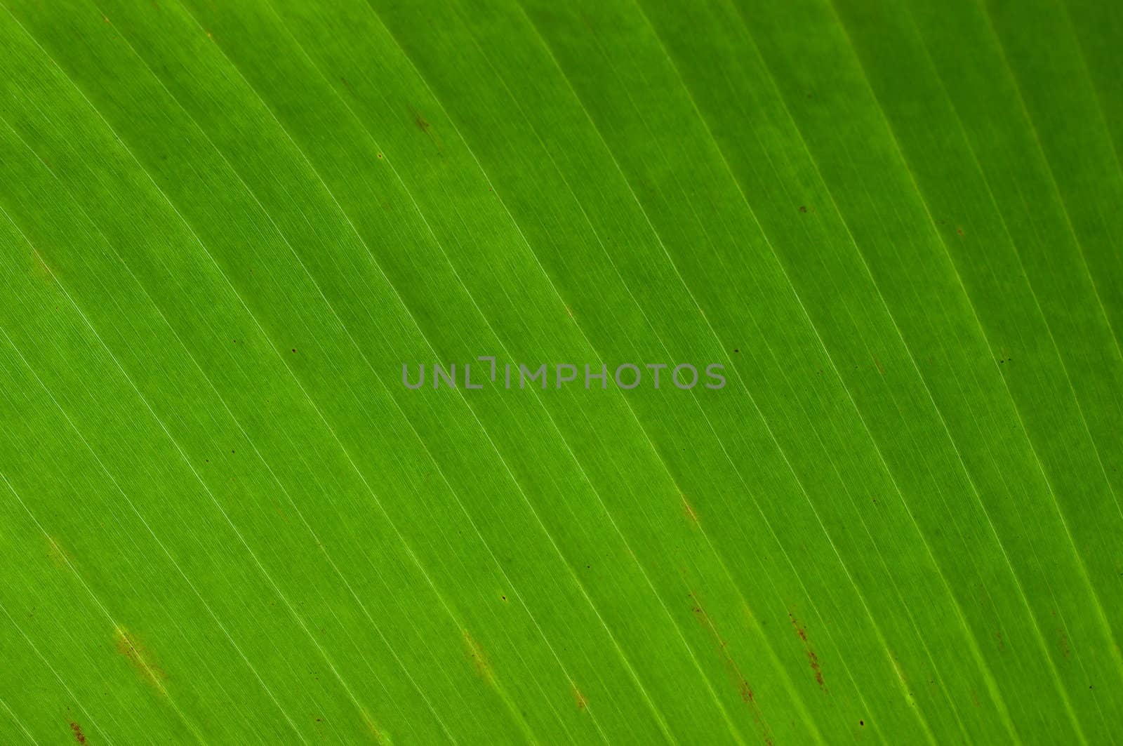 green banana leaf texture background