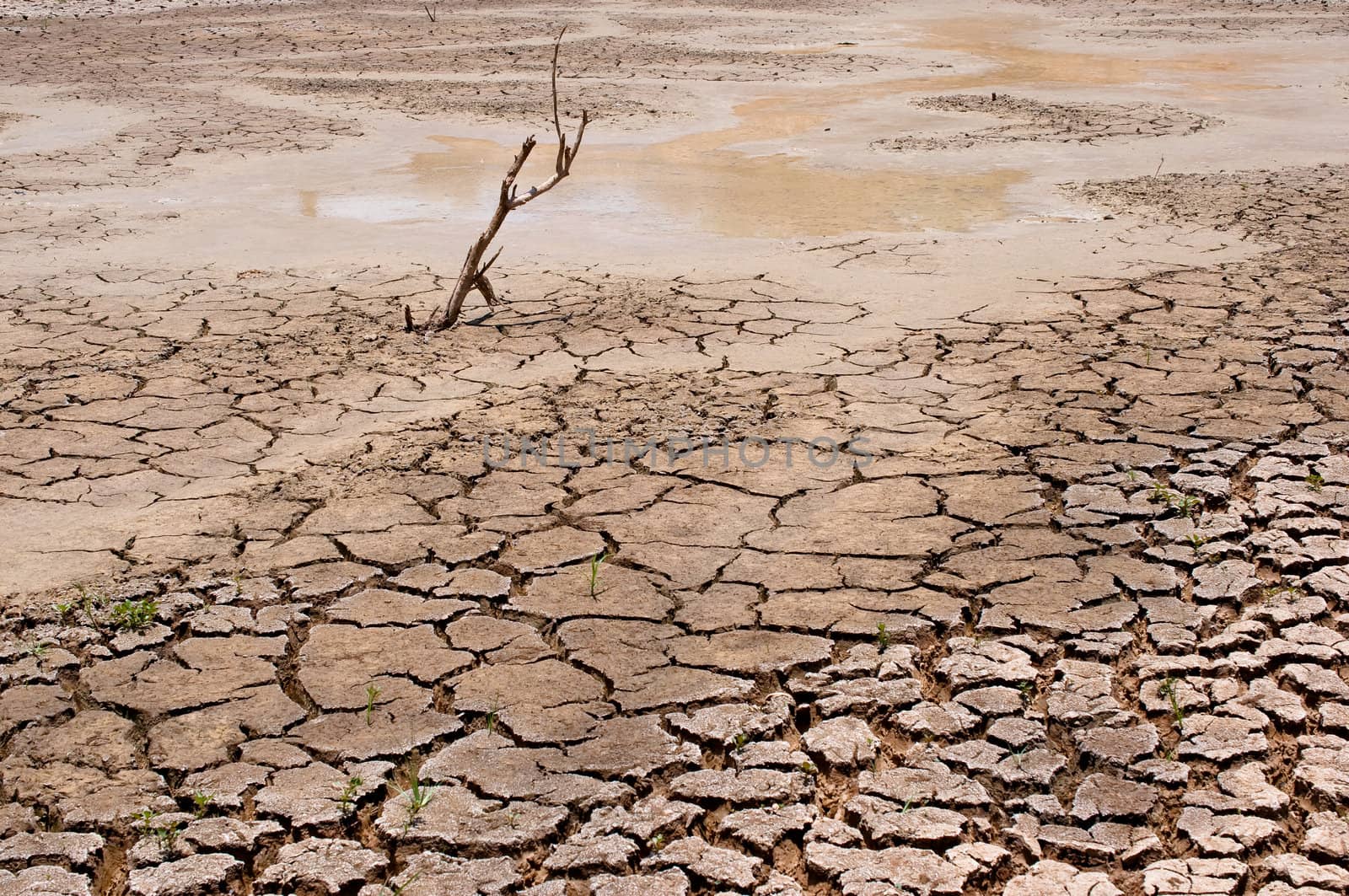 dry earth in the dry season in Thailand