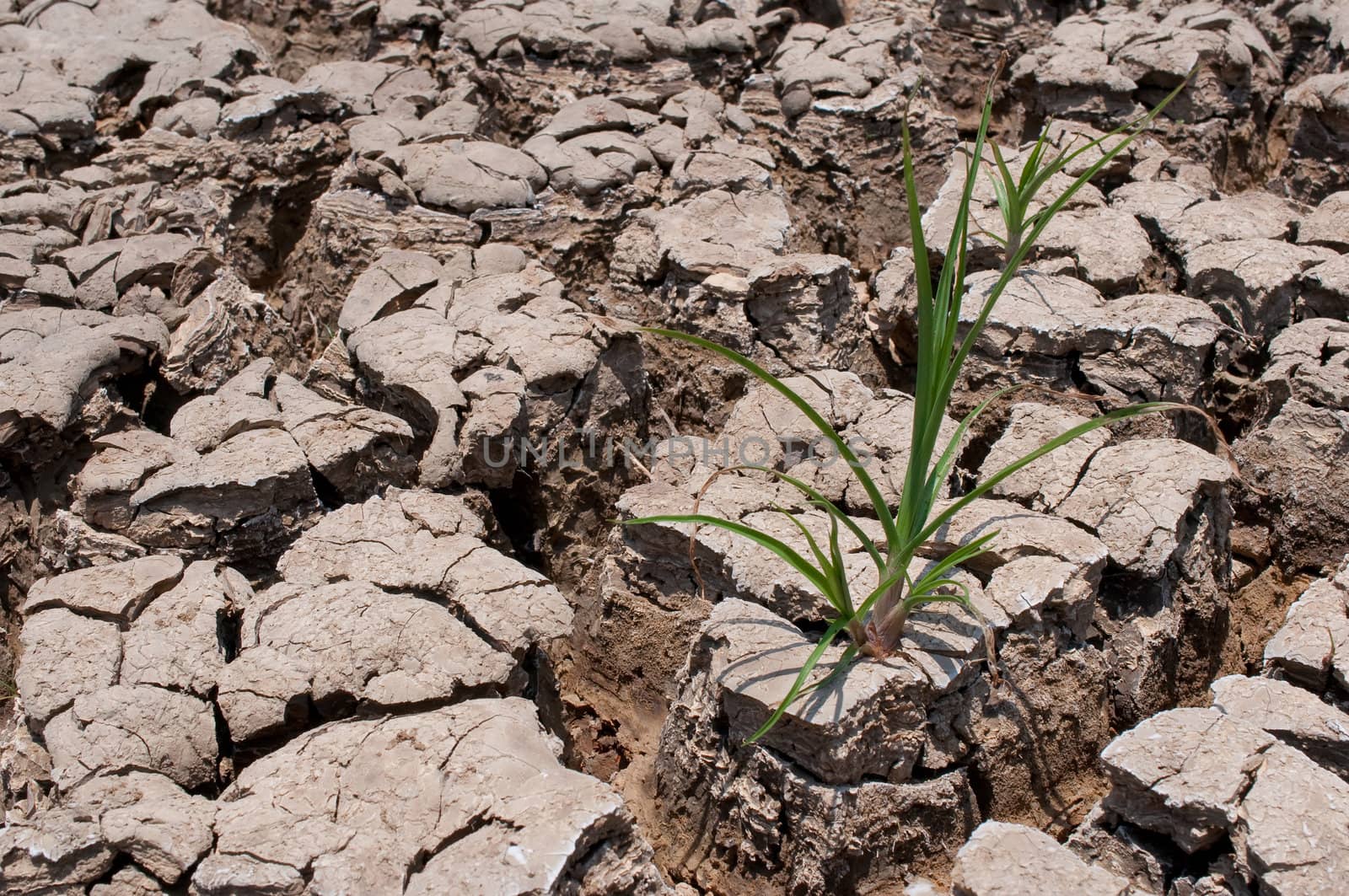 dry earth in the dry season in Thailand