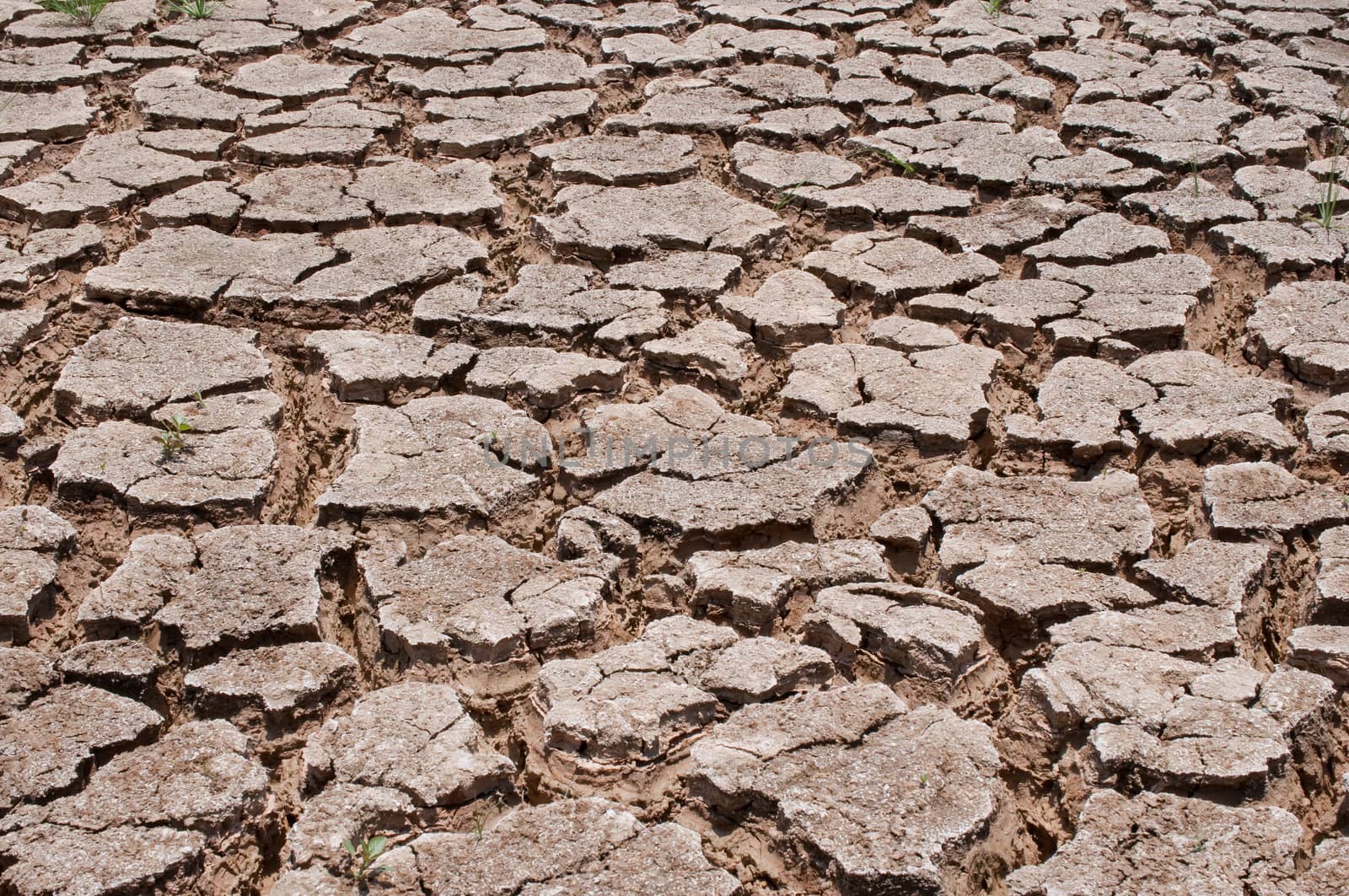 dry earth in the dry season in Thailand