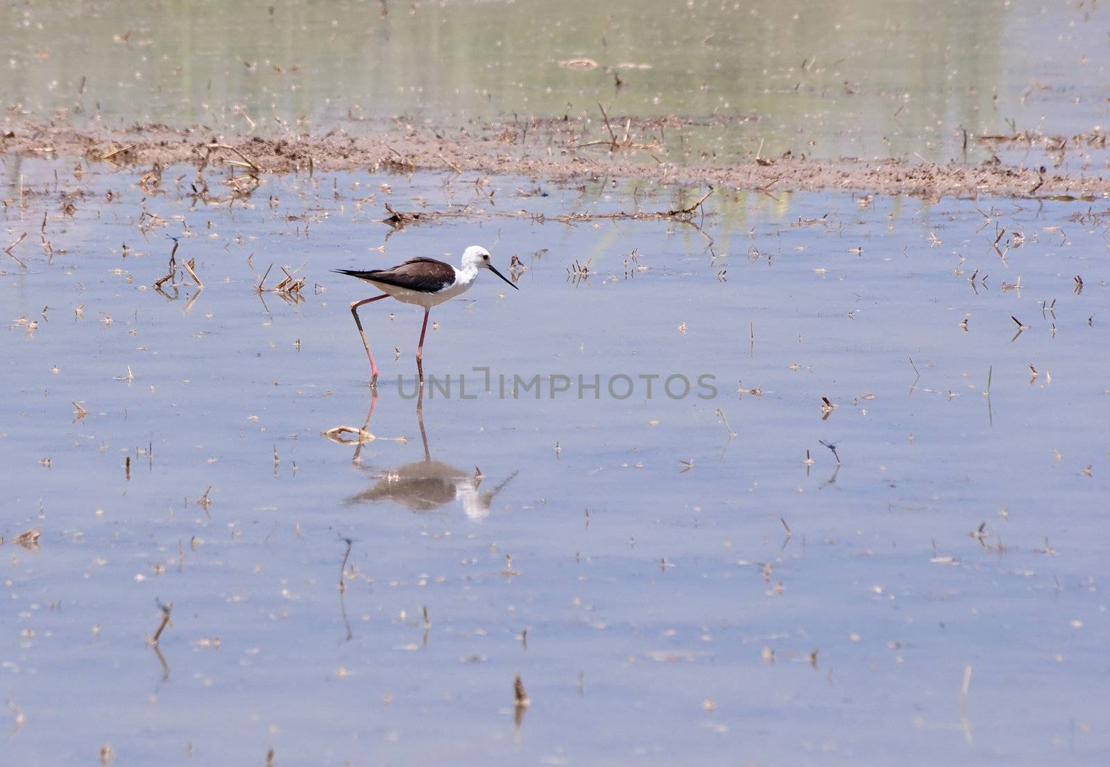 Red-wattled Lapwing,Vanellus indicus in rice farm