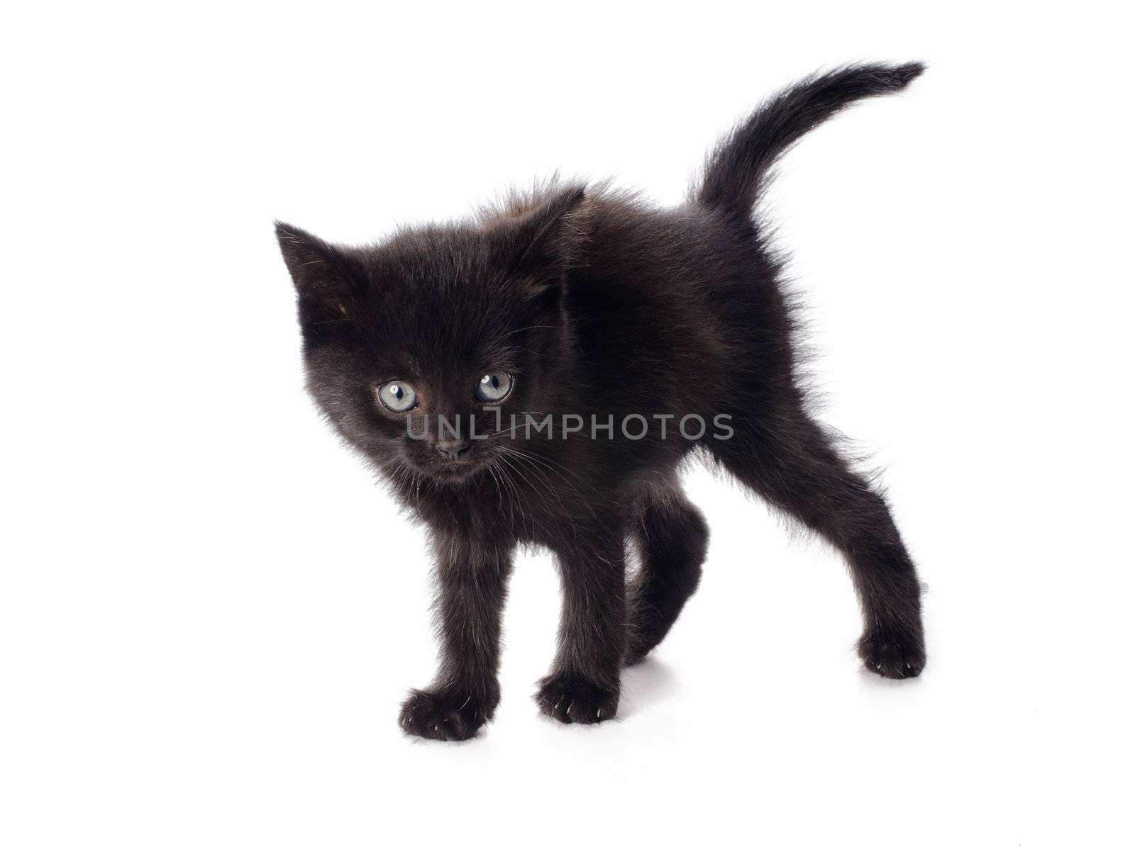 Scared black kitten isolated on white background