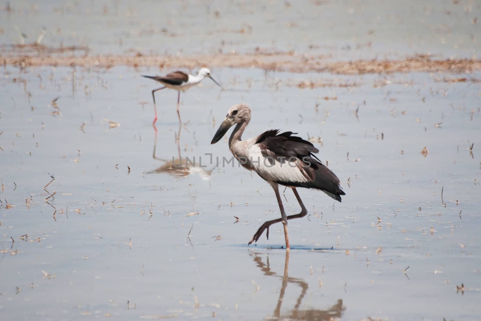 Open billed Stork bird, Anastomus oscitans in the water