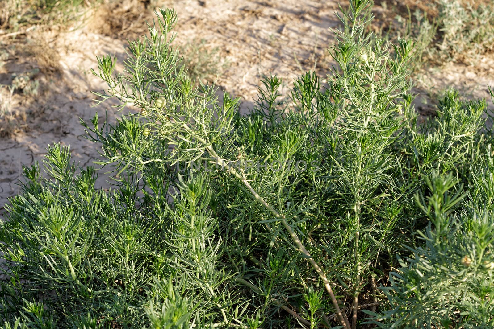 Closeup detail of the foliage of the Sagebrush , or Artemisia tridentata, a shrub found in arid regions