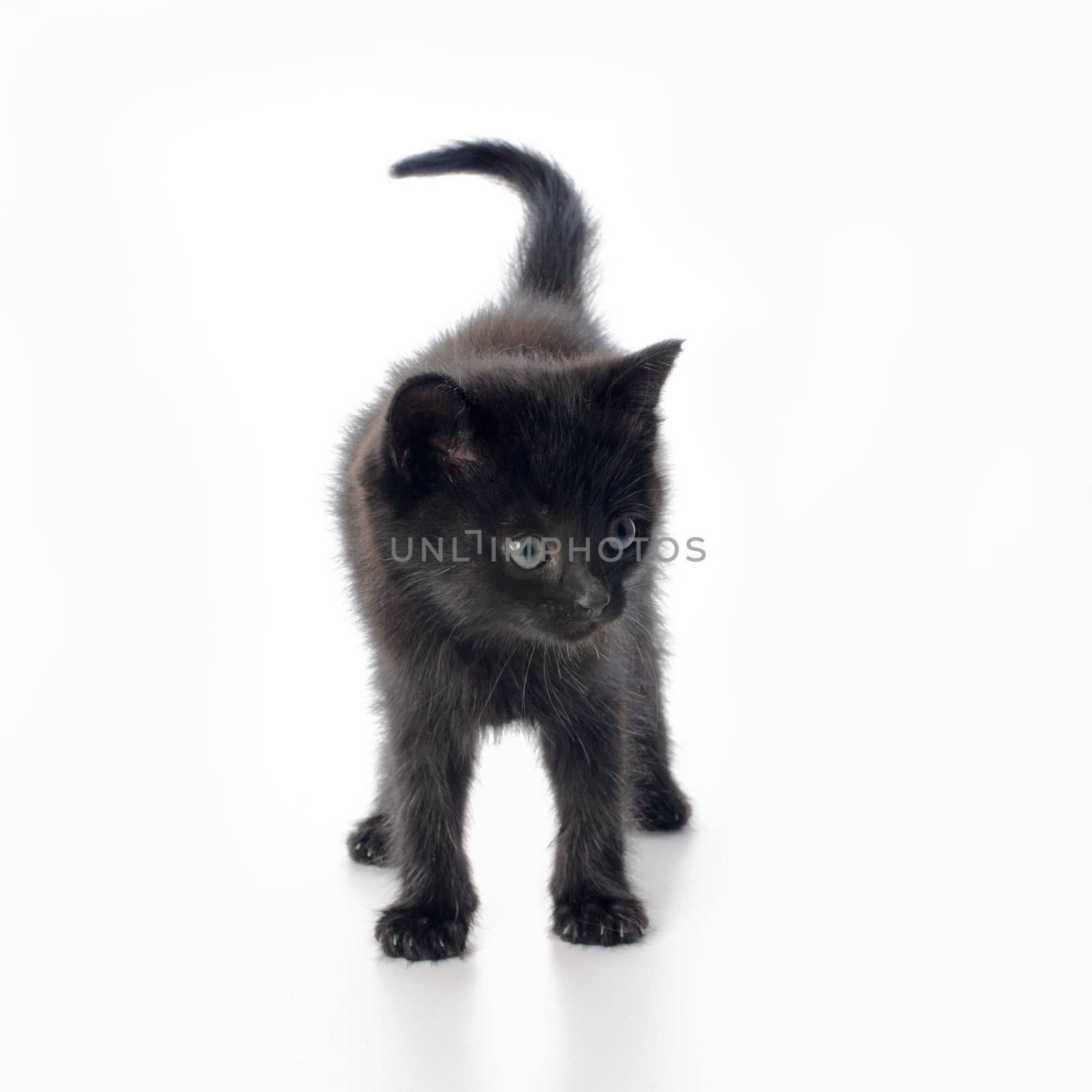 Fanny black kitten isolated on white background