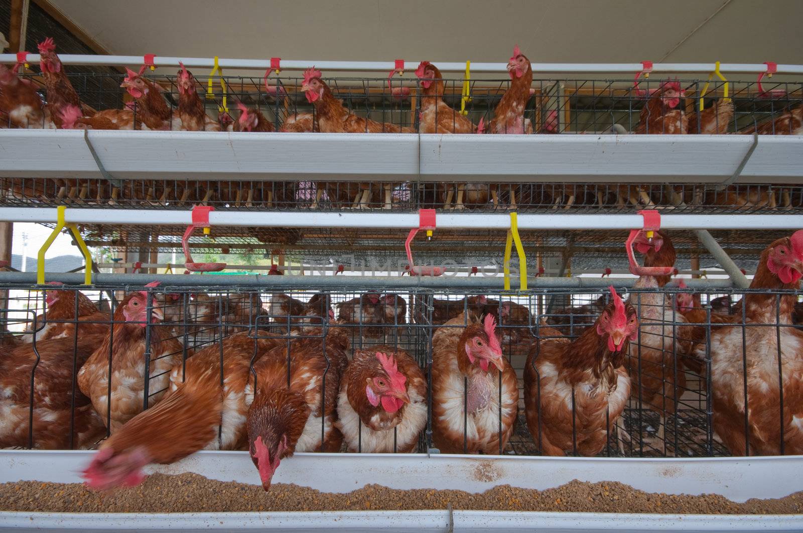 Red chickens in cell sections 