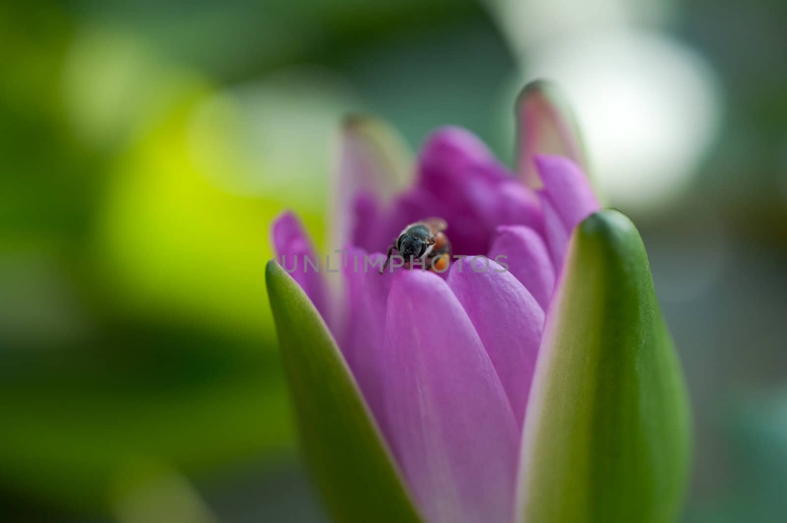 bee in purple water lily