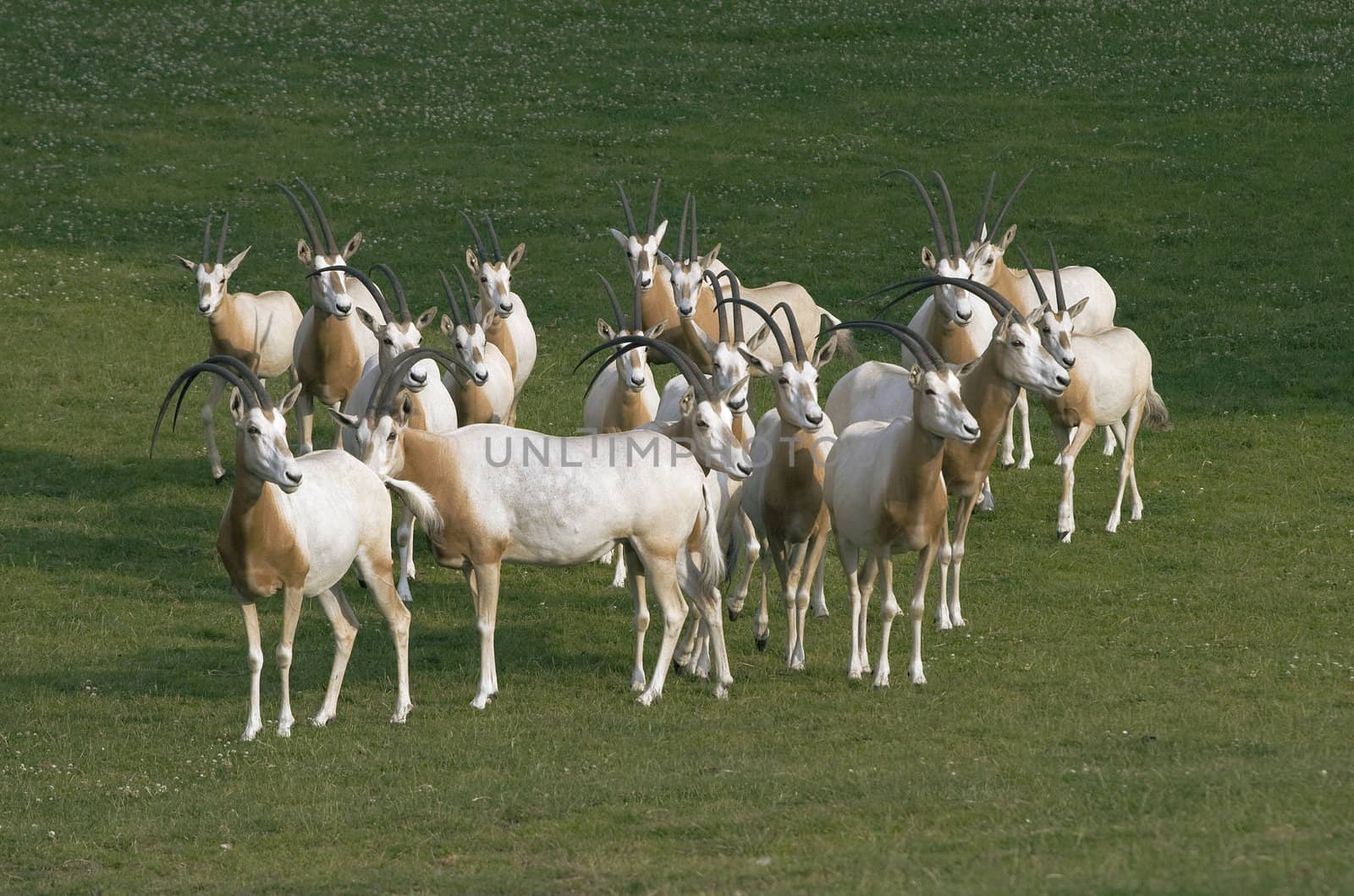 Herd of antelopes grazing on a meadow