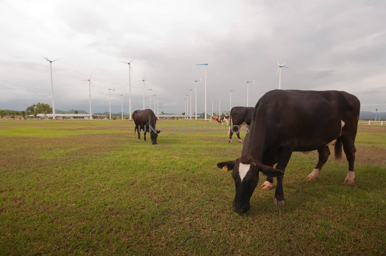 Cows on green meadow 