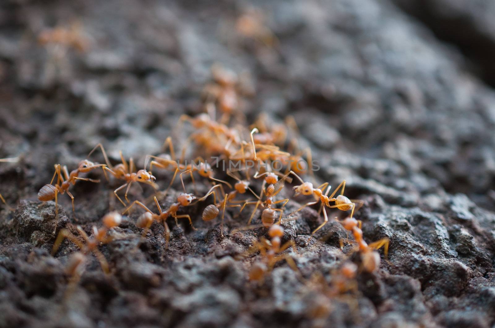 red ants on the tree