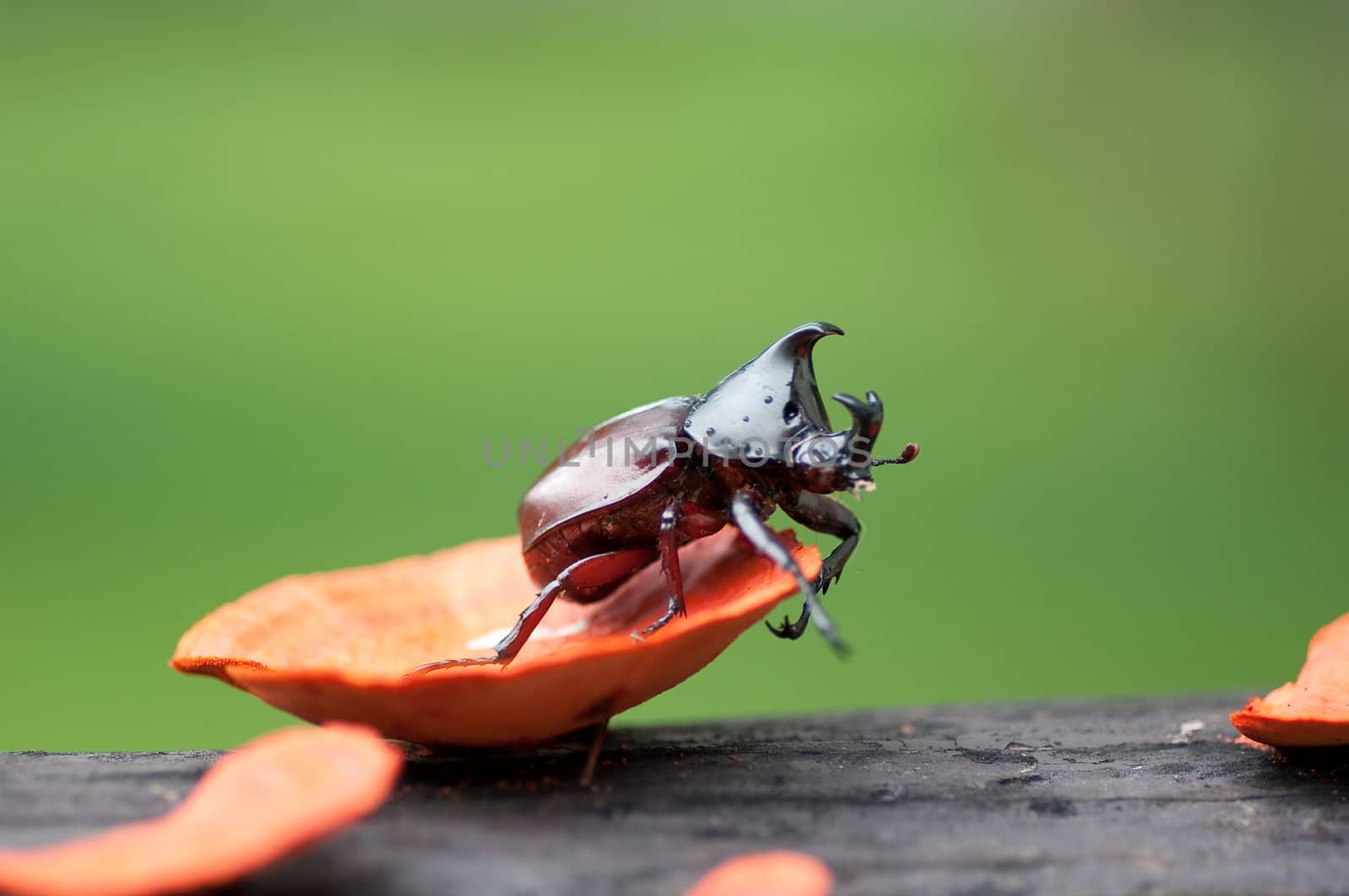 Rhinoceros beetle on orange mushroom
