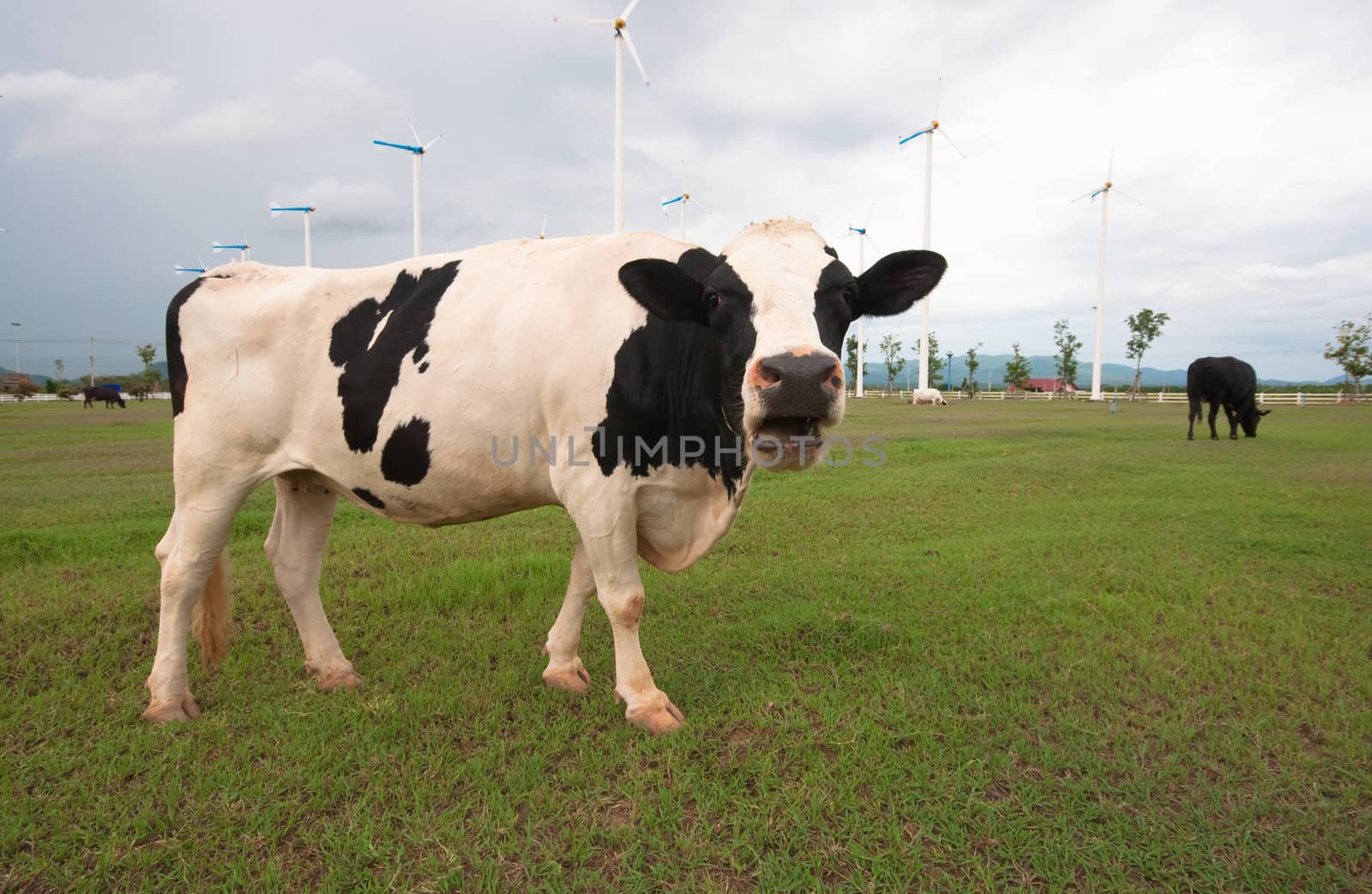 Cows on green meadow 