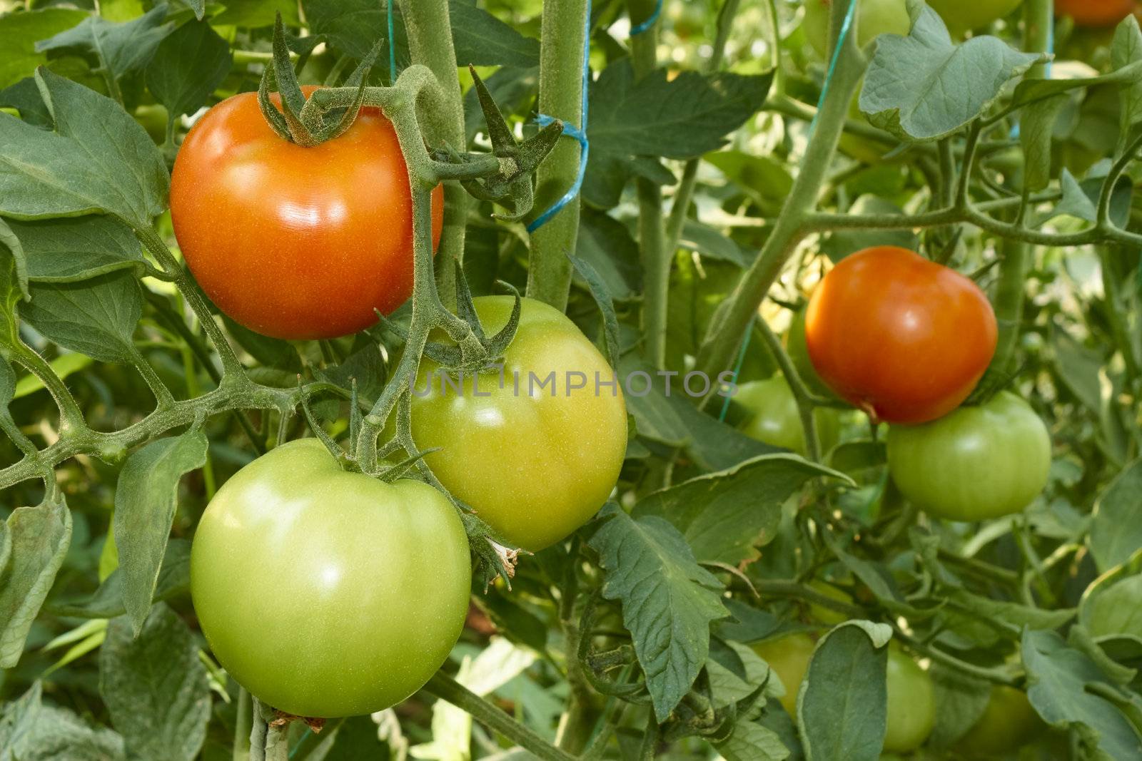 Bunch with red and unripe green tomatoes growing in greenhouse