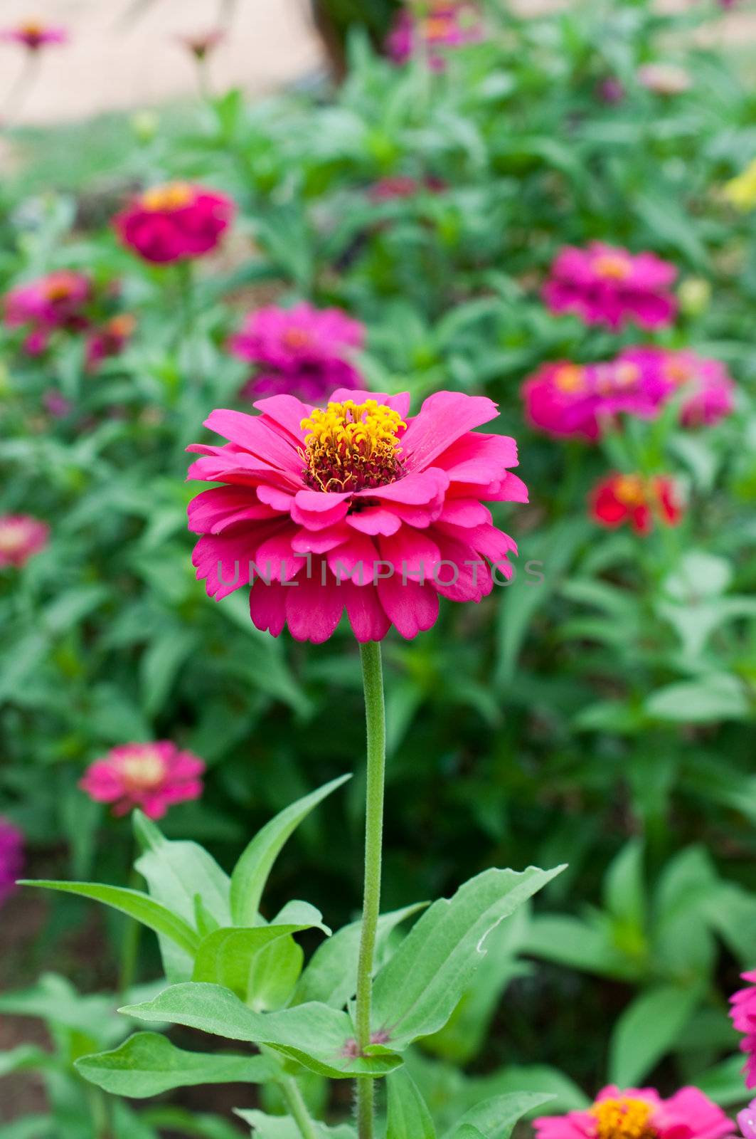 colorful of Zinnia elegans ,flower