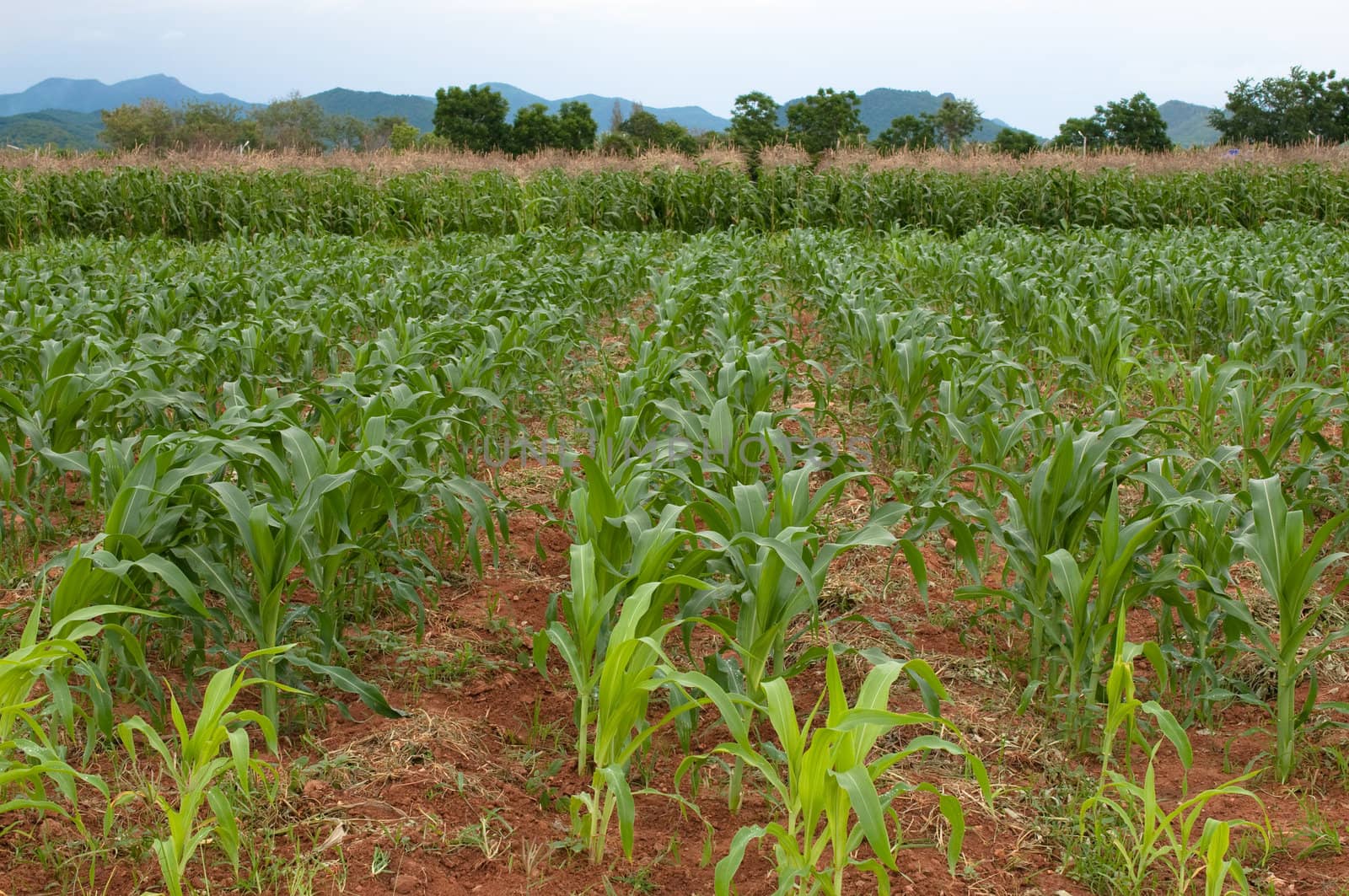 the landscape of corn farm 