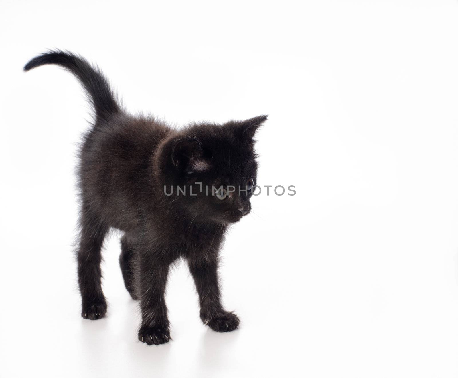 Fanny black kitten isolated on white background