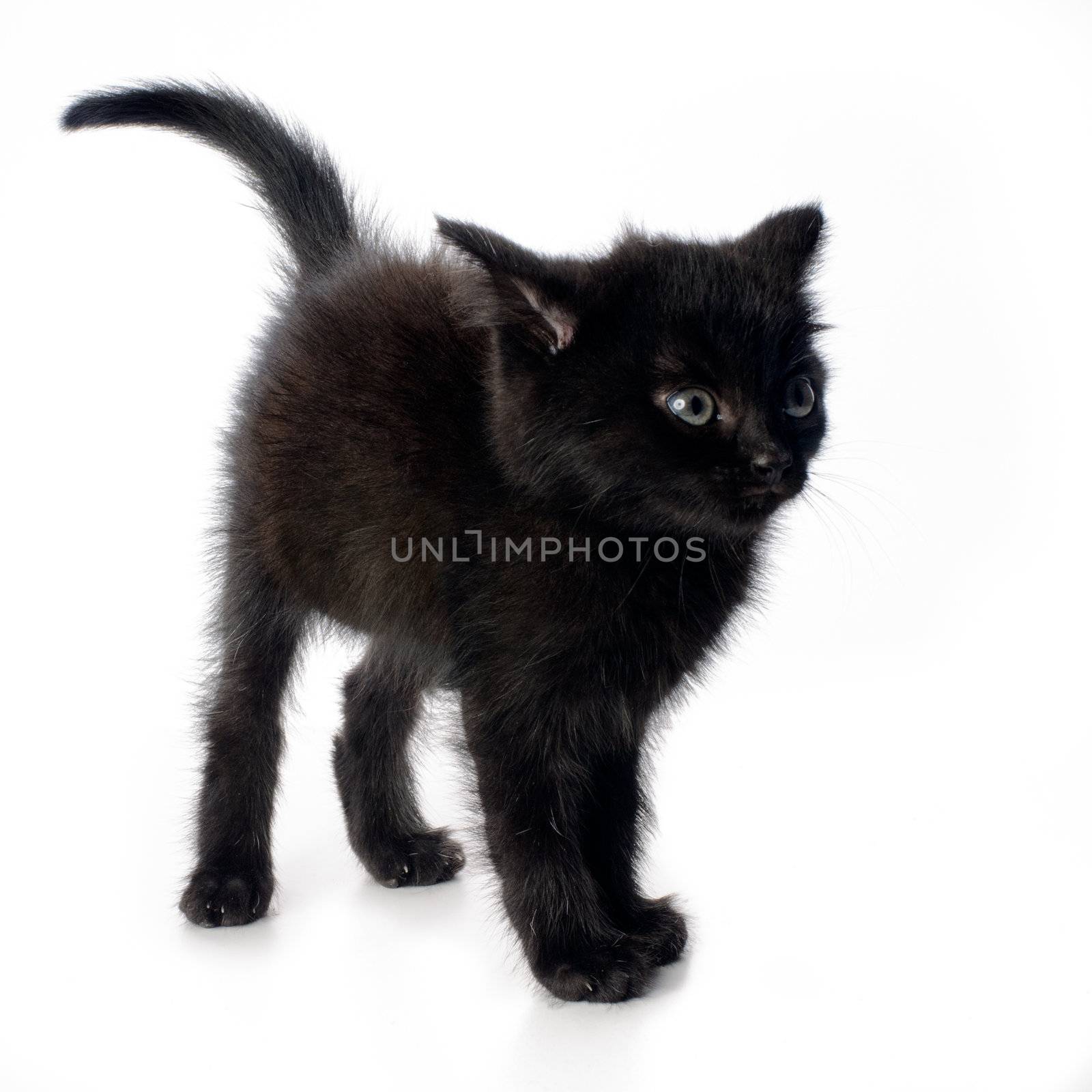 Scared black kitten by nvelichko