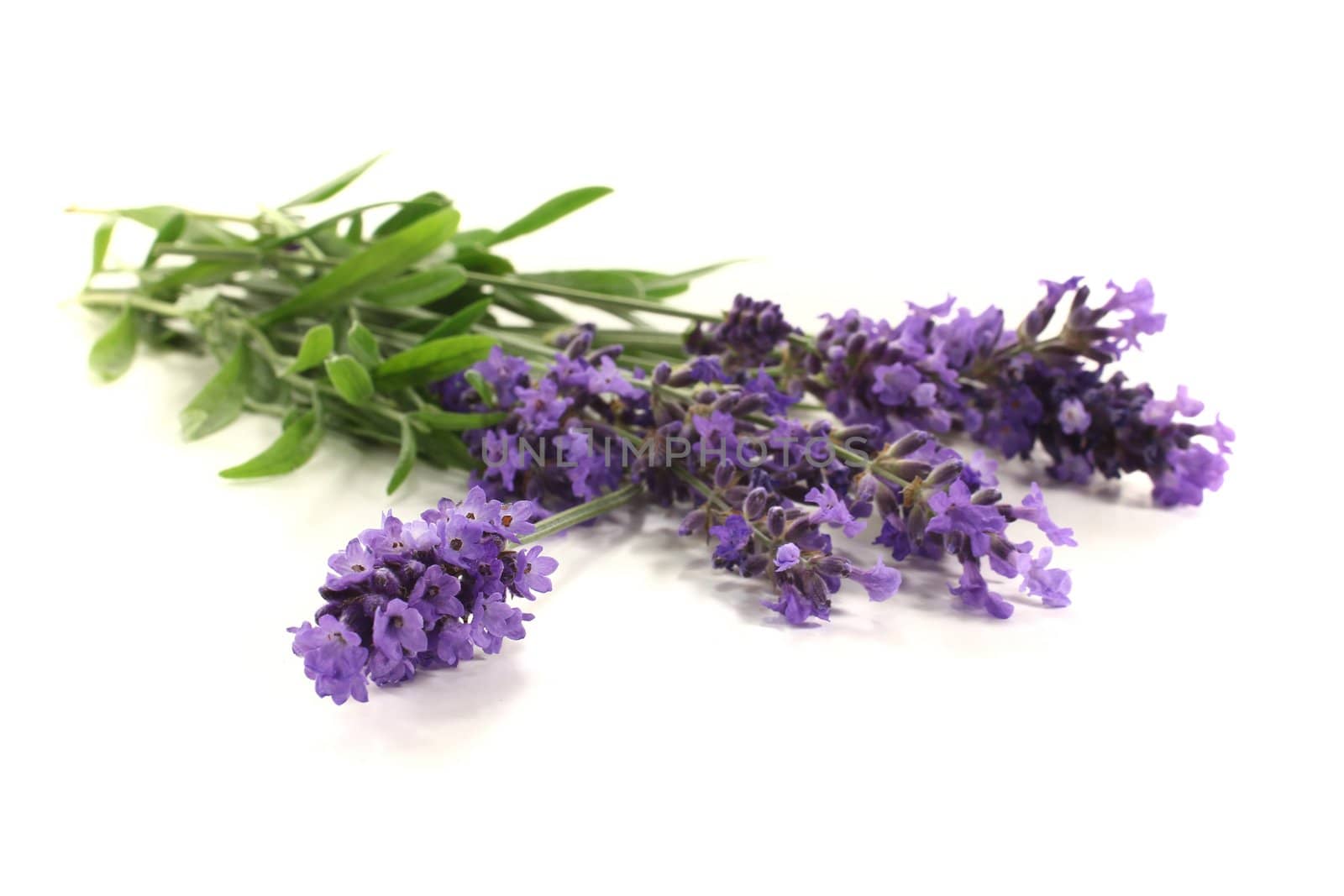 fresh purple lavender flowers and leaves on a bright background