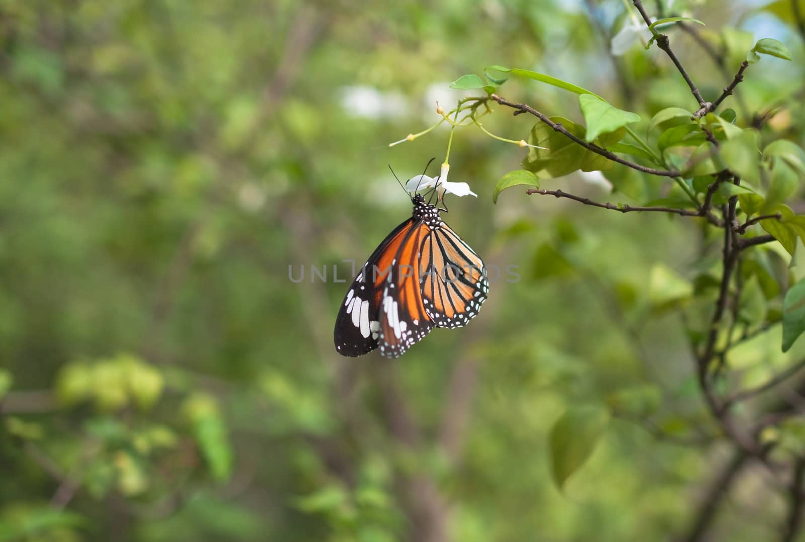 colorful butterfly on green tree