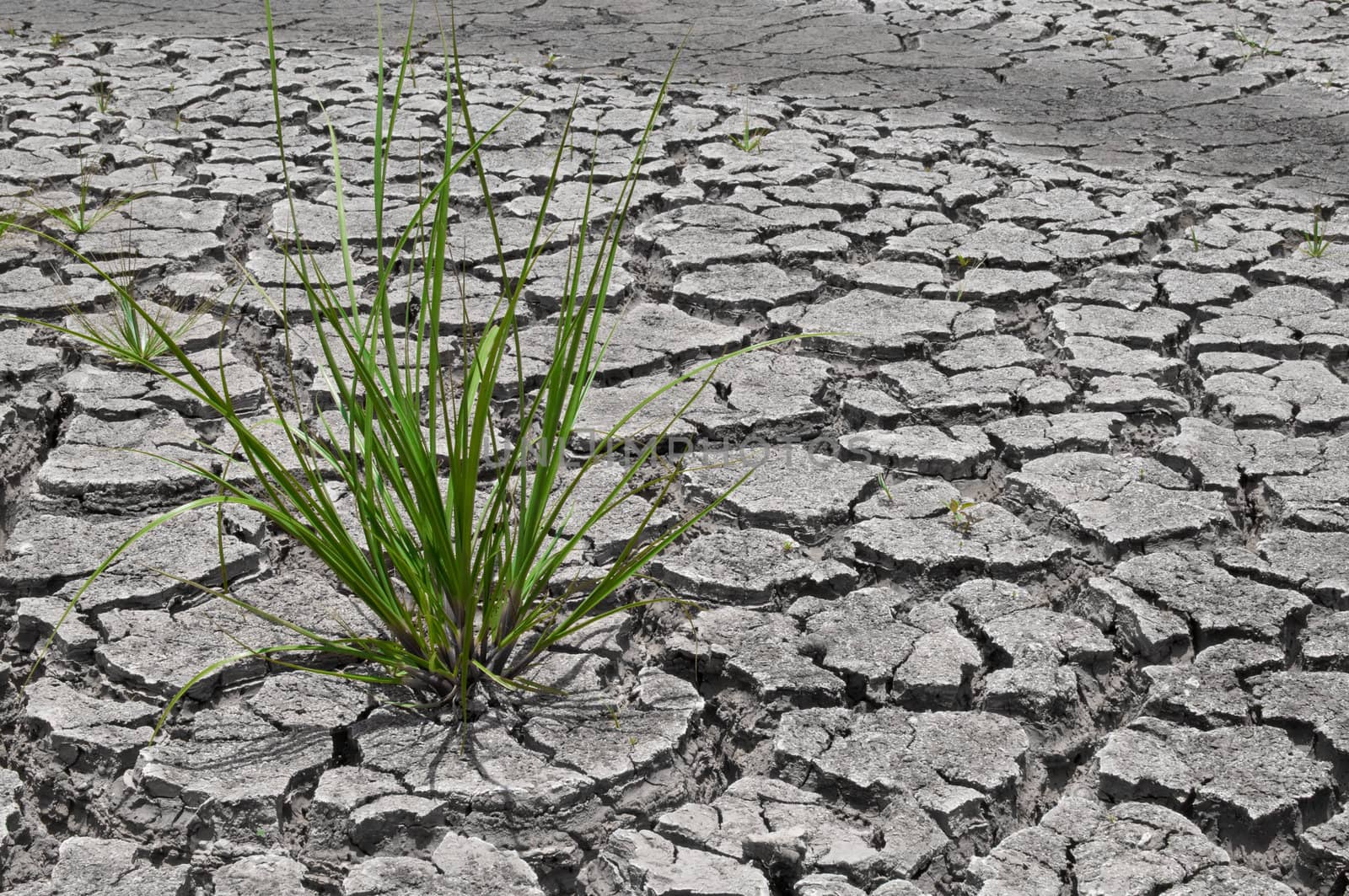 dry earth in the dry season in Thailand