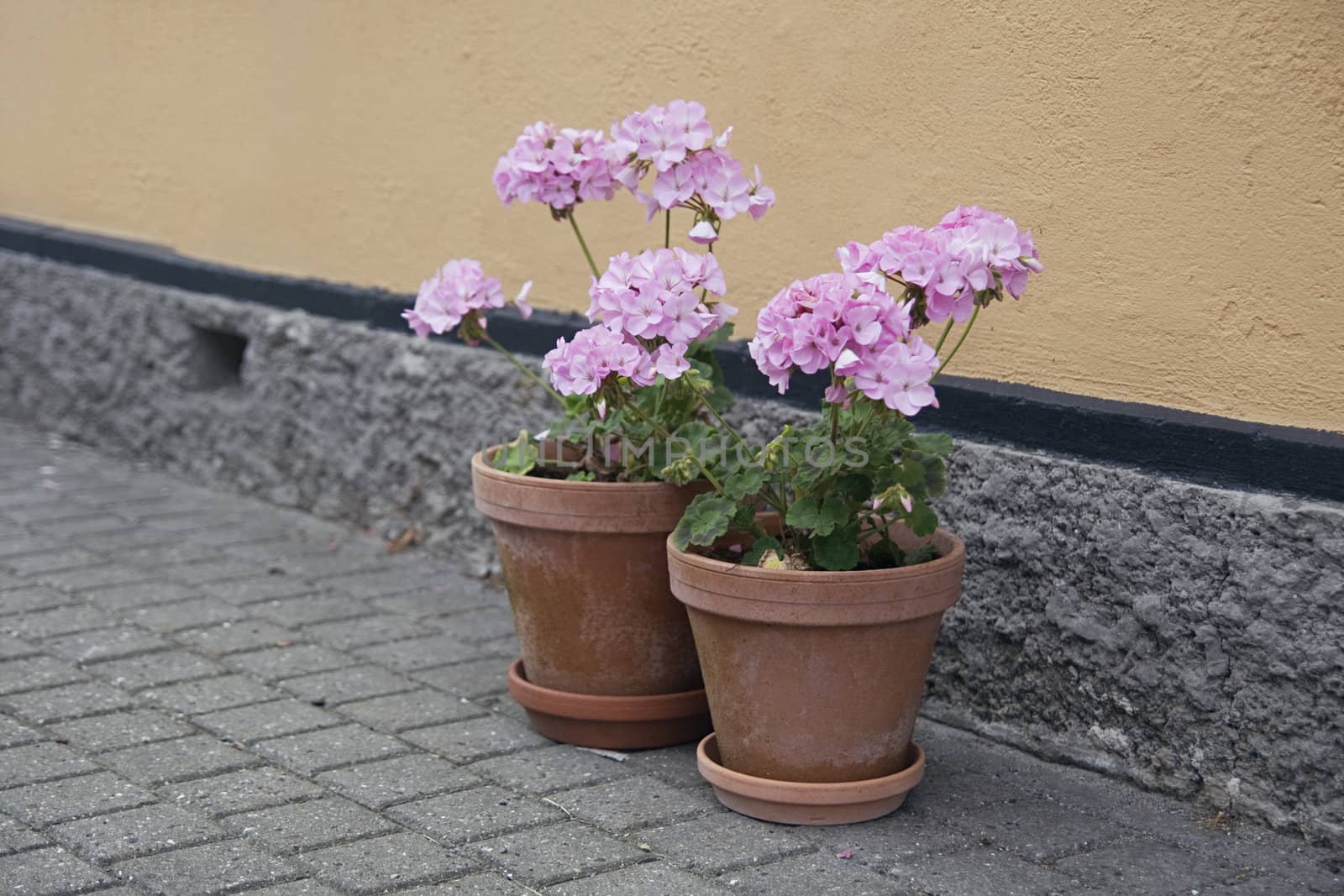 Potted flowers in a street of a european town