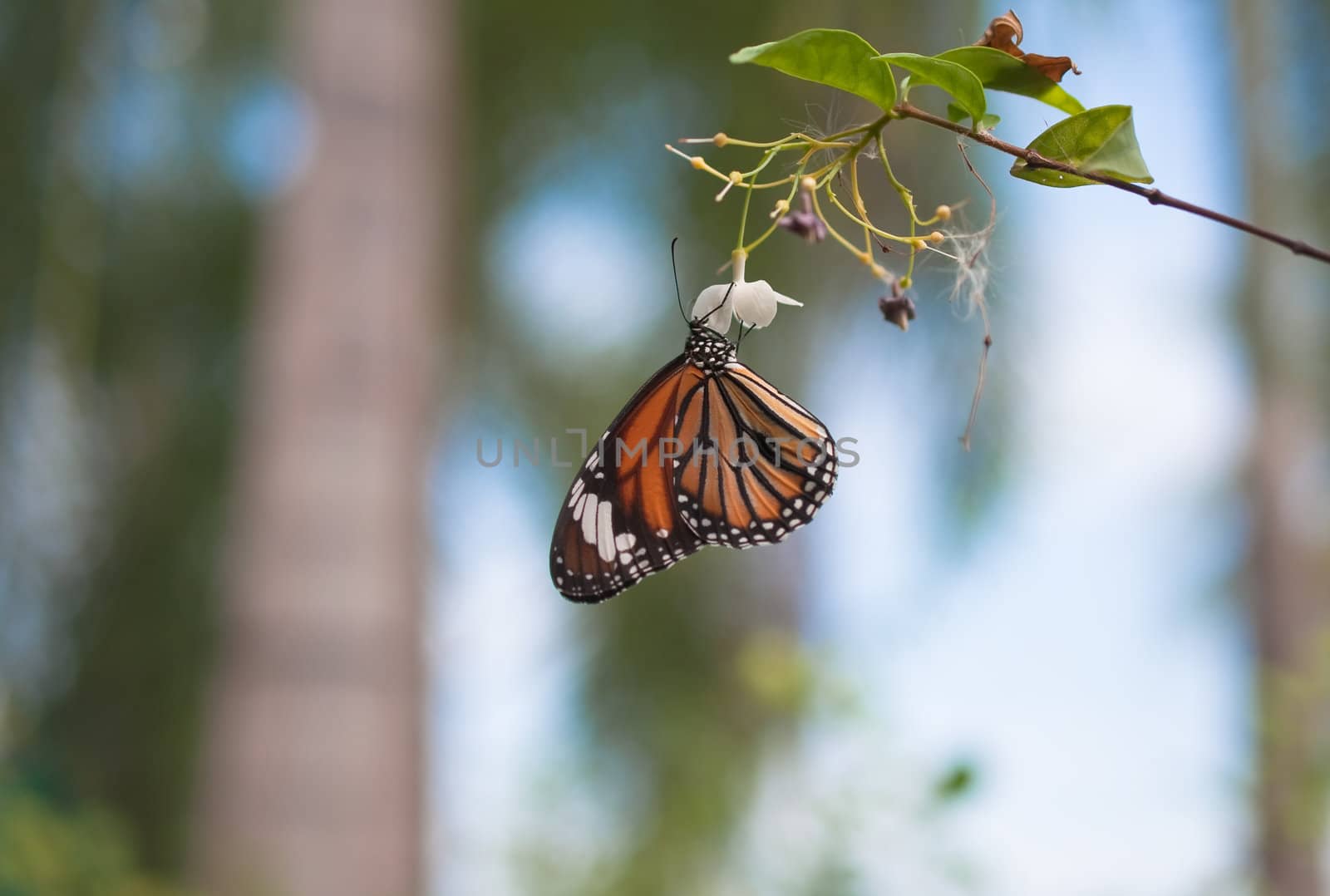 colorful butterfly on green tree