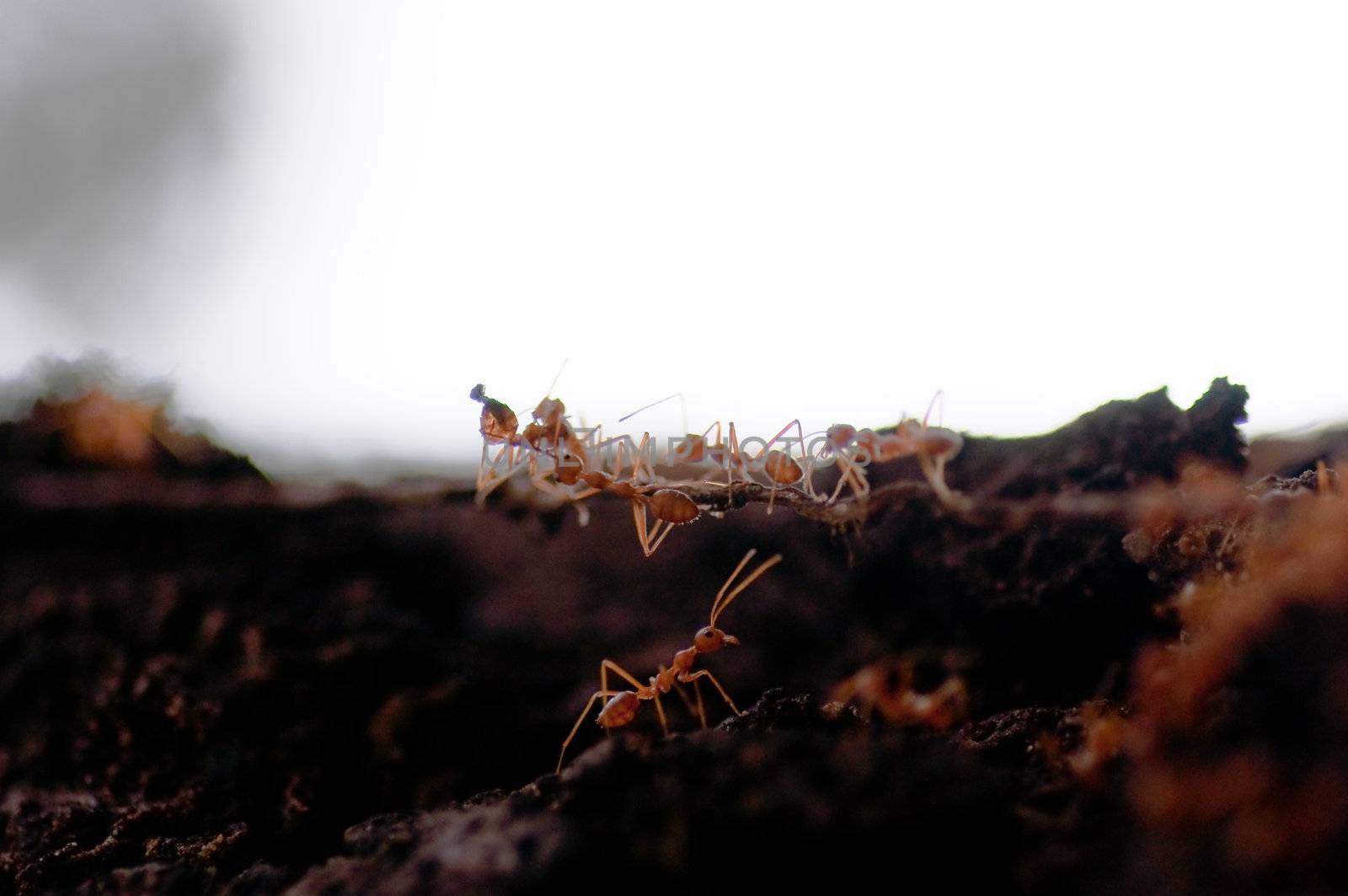 red ants on the tree