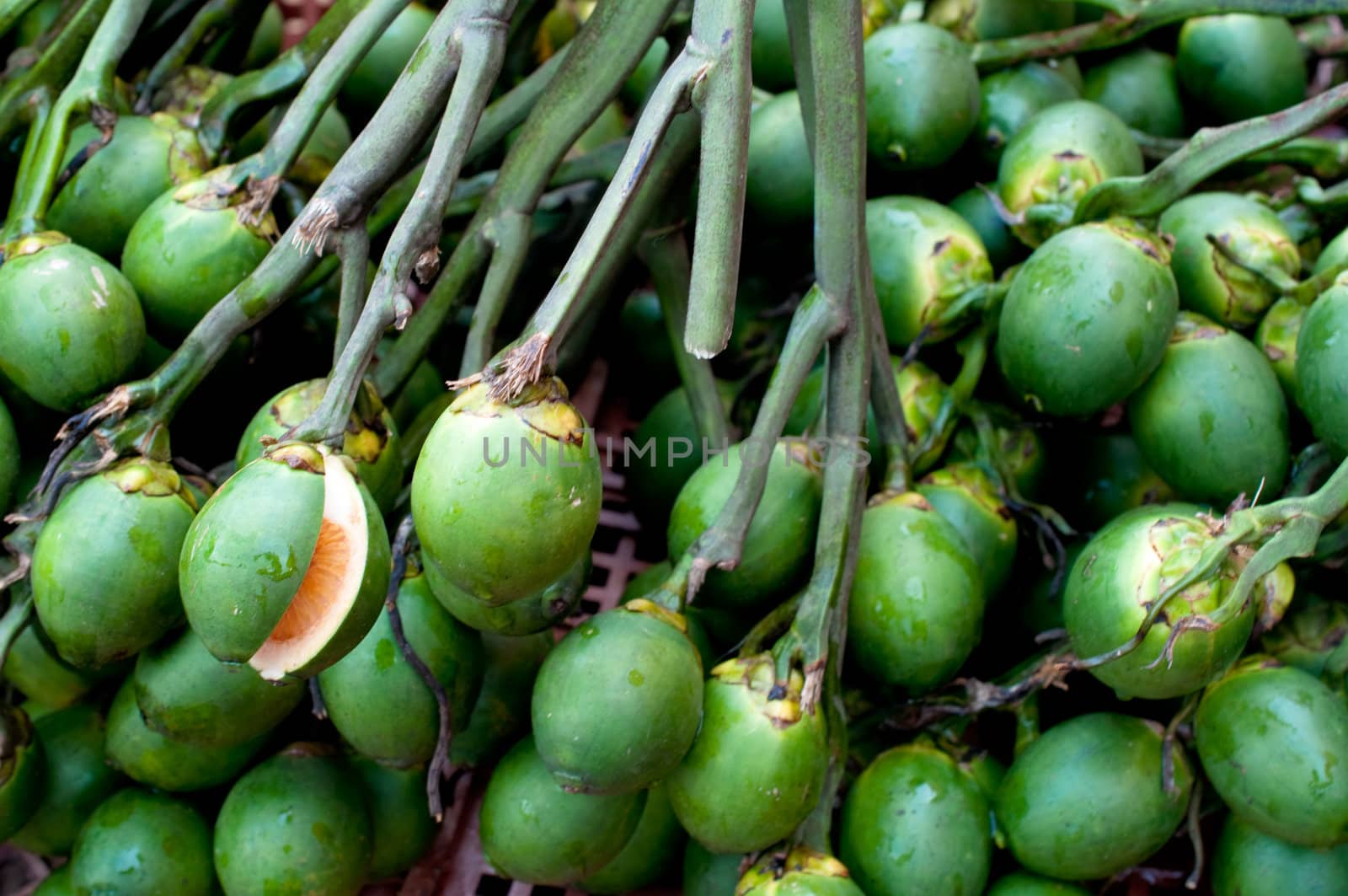 group of Thai areca nut 