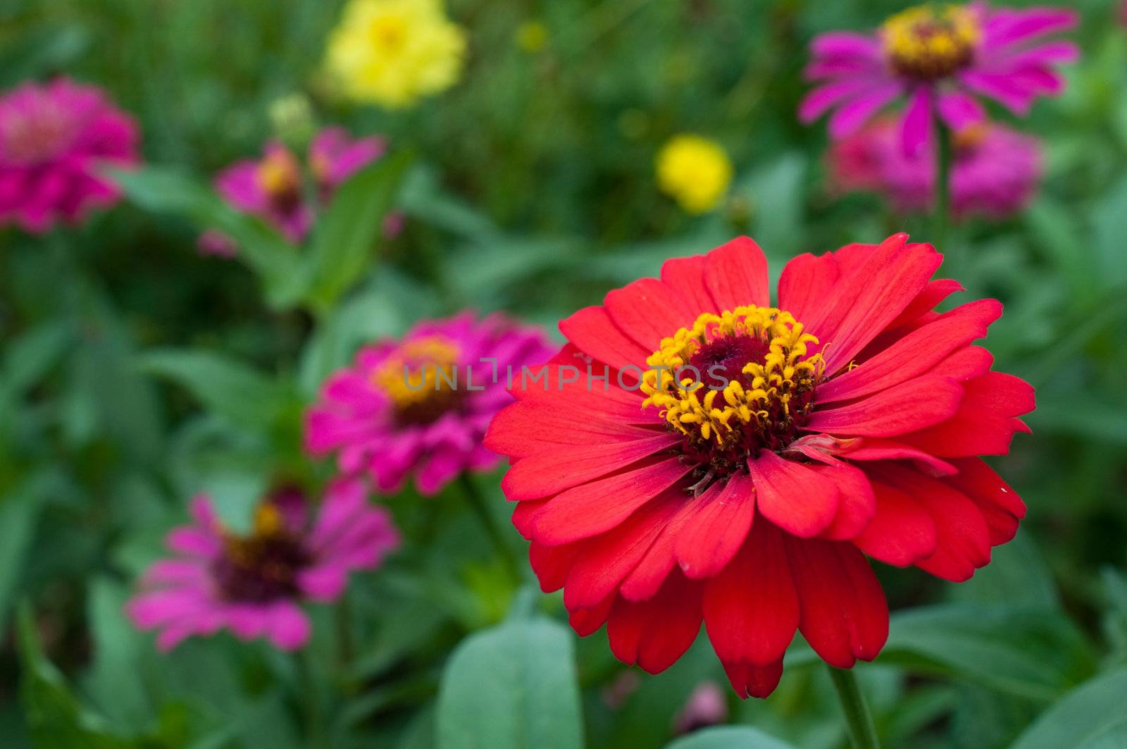 colorful of Zinnia elegans ,flower