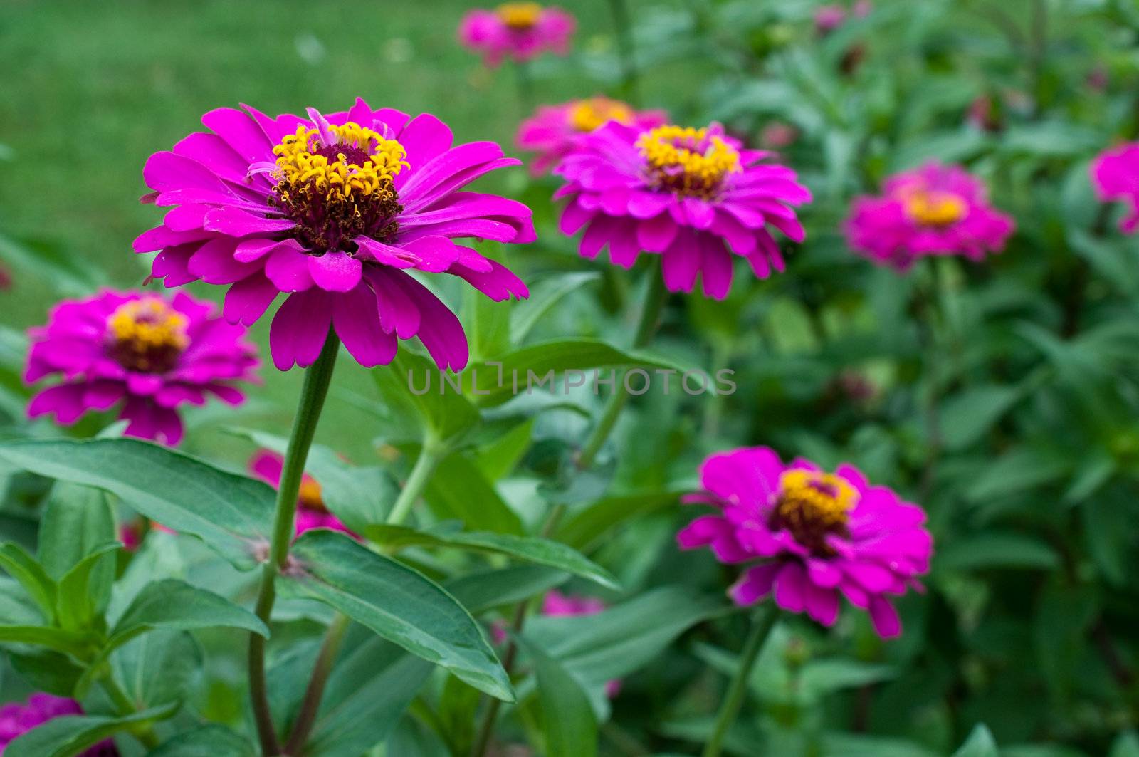 colorful of Zinnia elegans ,flower