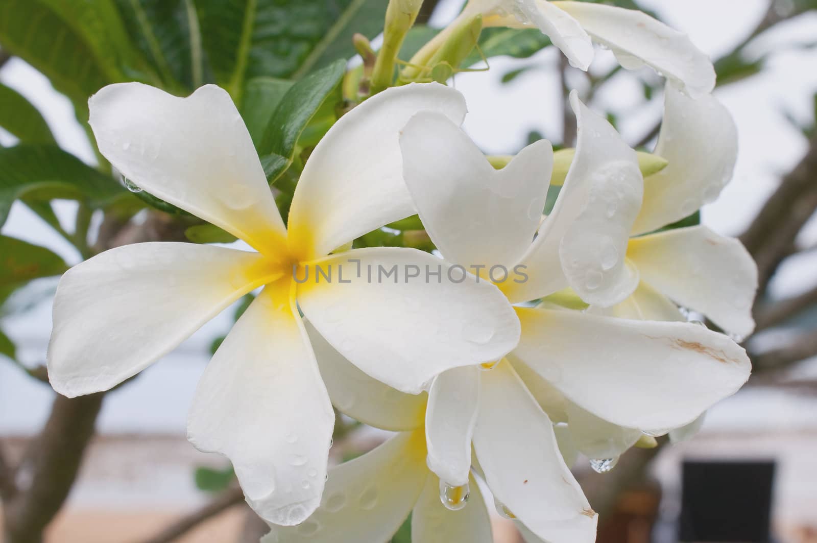 Frangipani, Plumeria, Templetree colorful flower