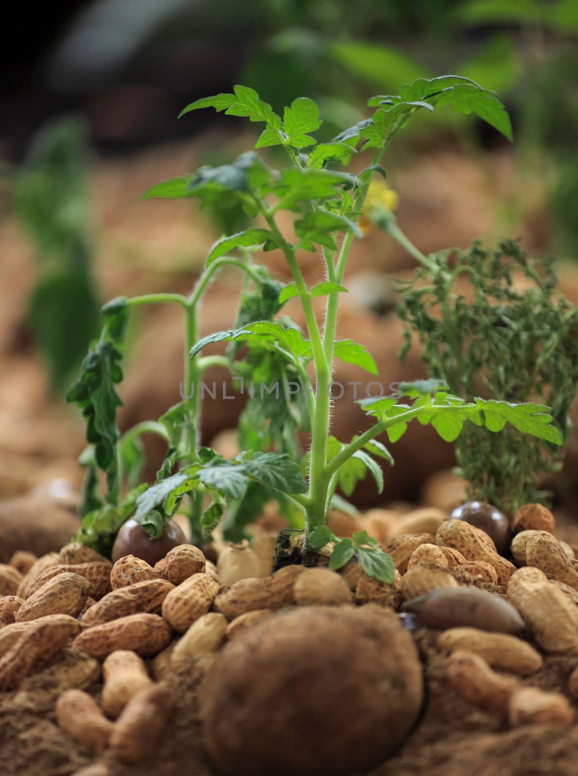 A young peanut plant (Arachis hypogaea) growing.  Peanuts are a legume of the bean family (Fabaceae).  They have yellow flowers and hairy stems.  When the plant begins to wither and die back, its time to harvest.  Shallow dof.