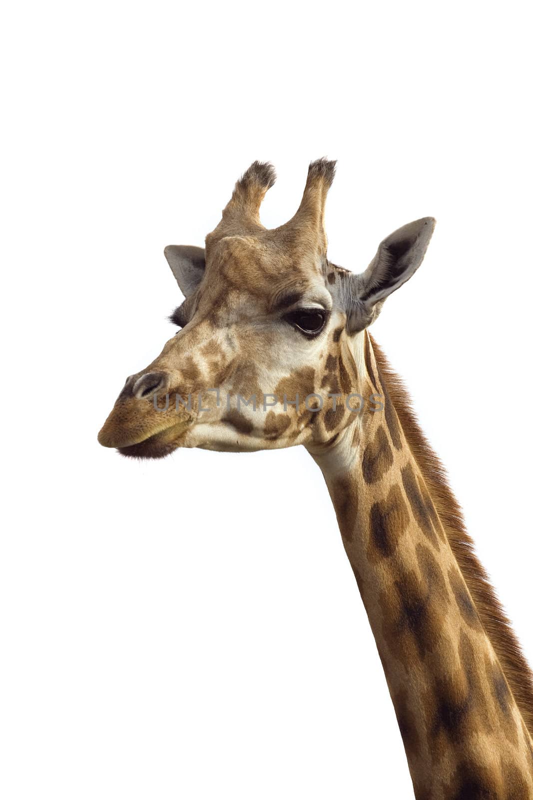An isolated photo of a giraffe's neck and head