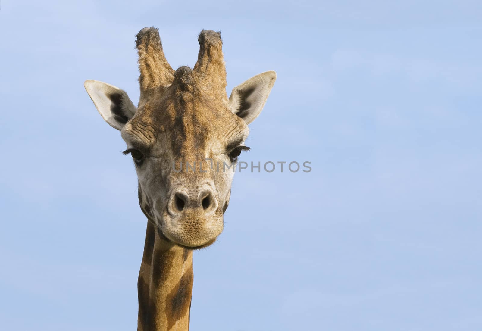 Giraffe looking at camera against blue sky